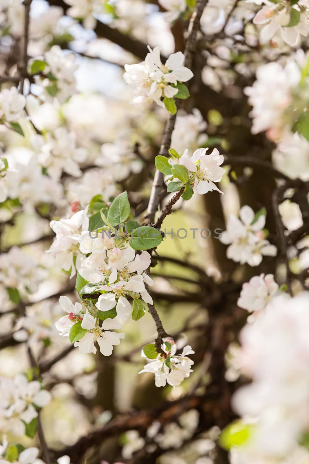 apple flower on the branches in spring, note shallow depth of field