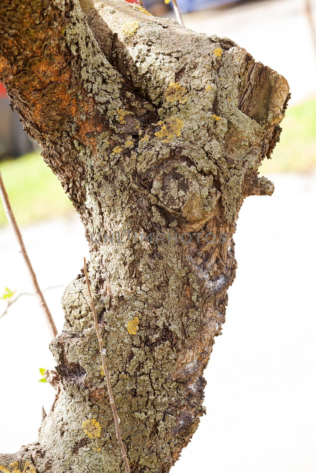 tree bark in nature, note shallow depth of field