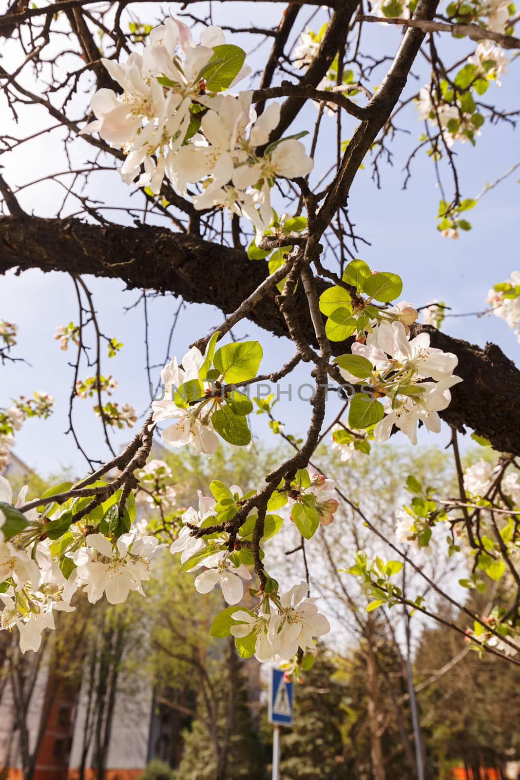 branches with white flowers in the spring on the light background, note shallow dept of field