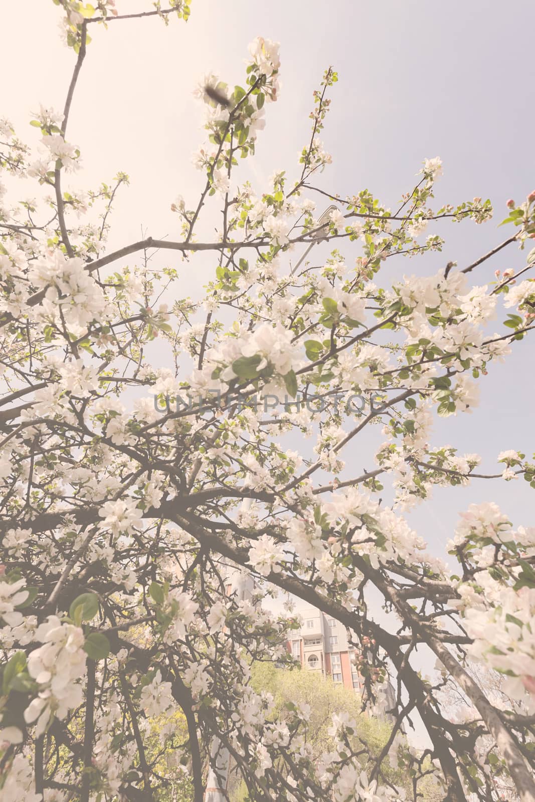 branches with white flowers in the spring on the light background, note shallow dept of field