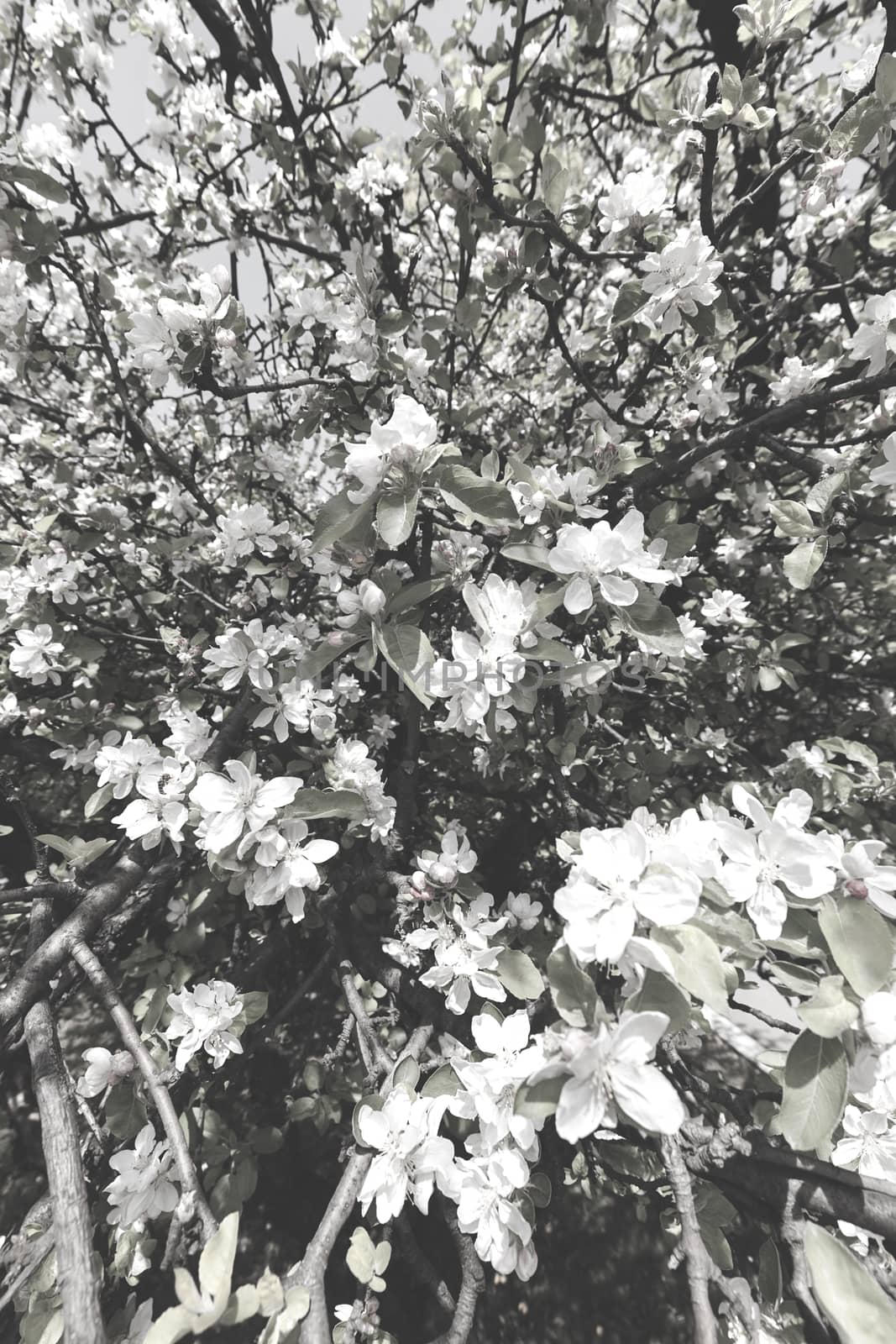 apple flower on the branches in spring, note shallow depth of field