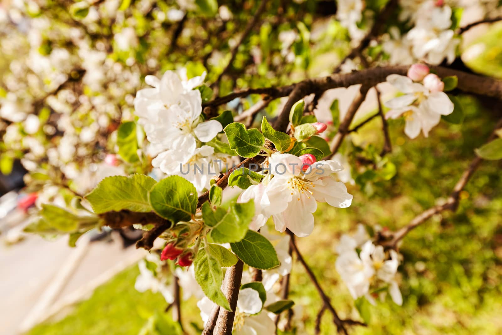 apple flower on the branches in spring, note shallow depth of field