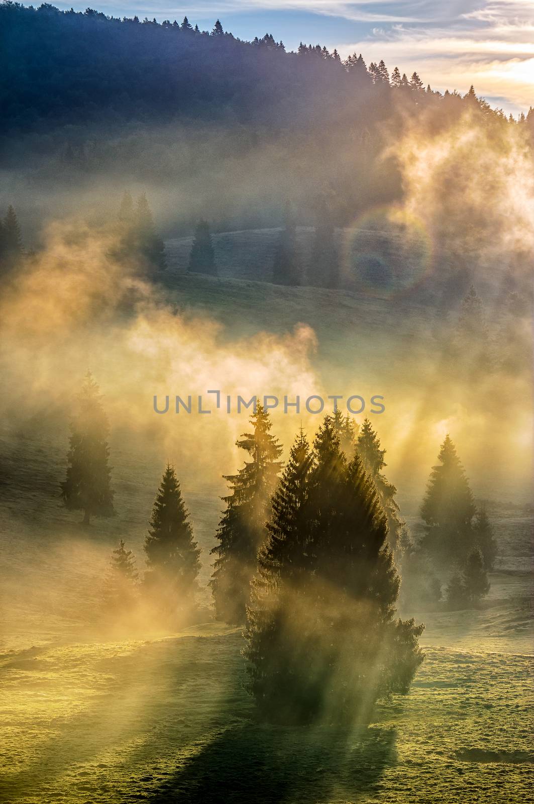 fog in the conifer forest by Pellinni