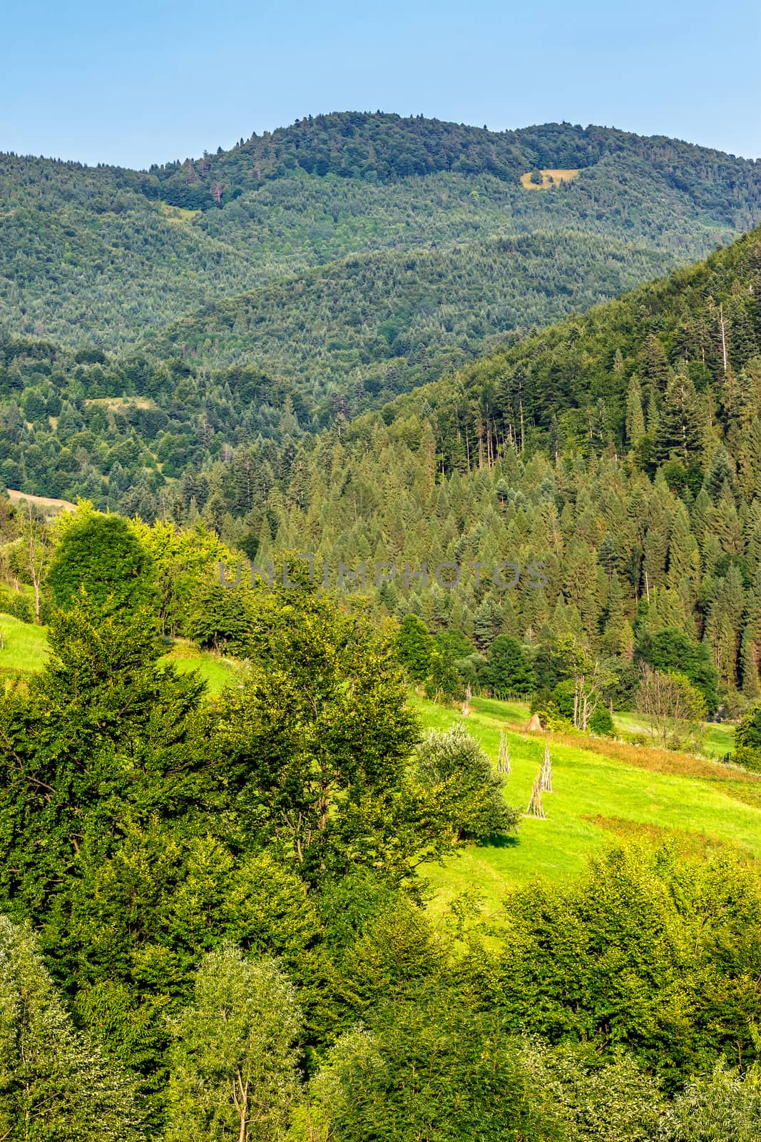 forest on hillside meadow in mountain by Pellinni