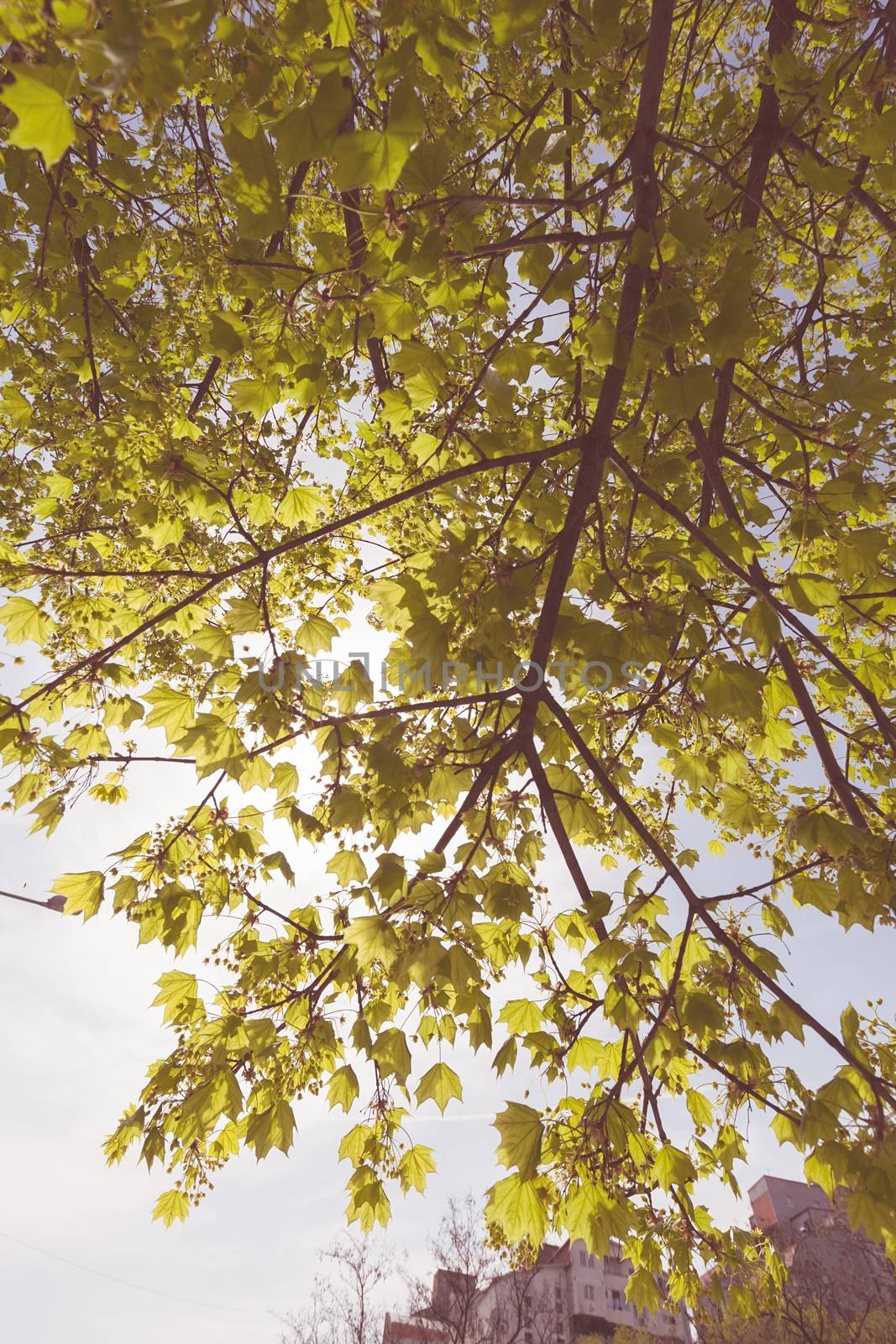 crown tree with sunshine in spring, note shallow depth of field