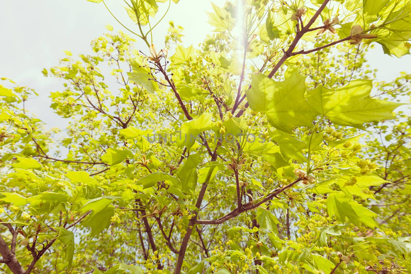 crown tree with sunshine in spring, note shallow depth of field