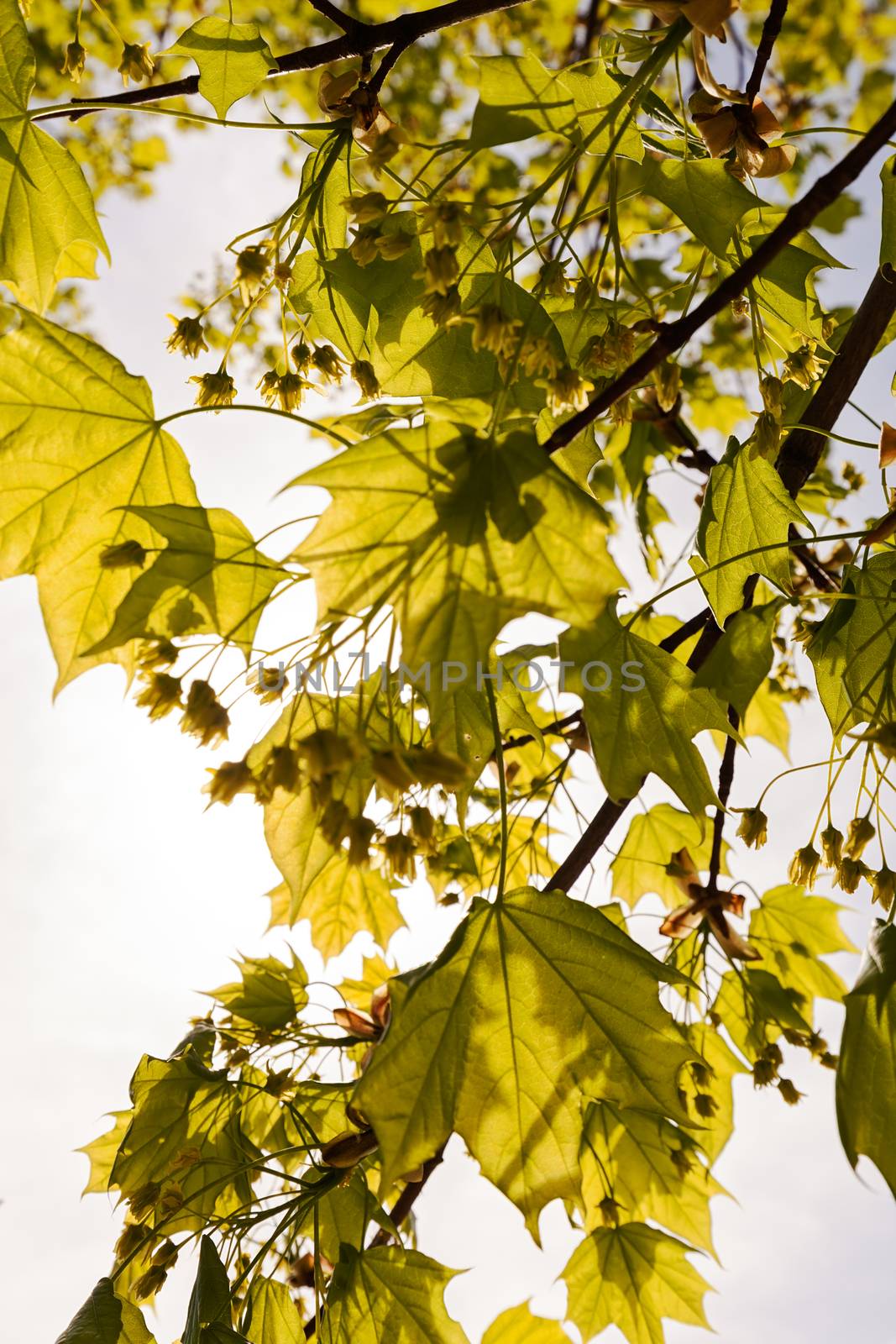 crown tree with sunshine in spring, note shallow depth of field