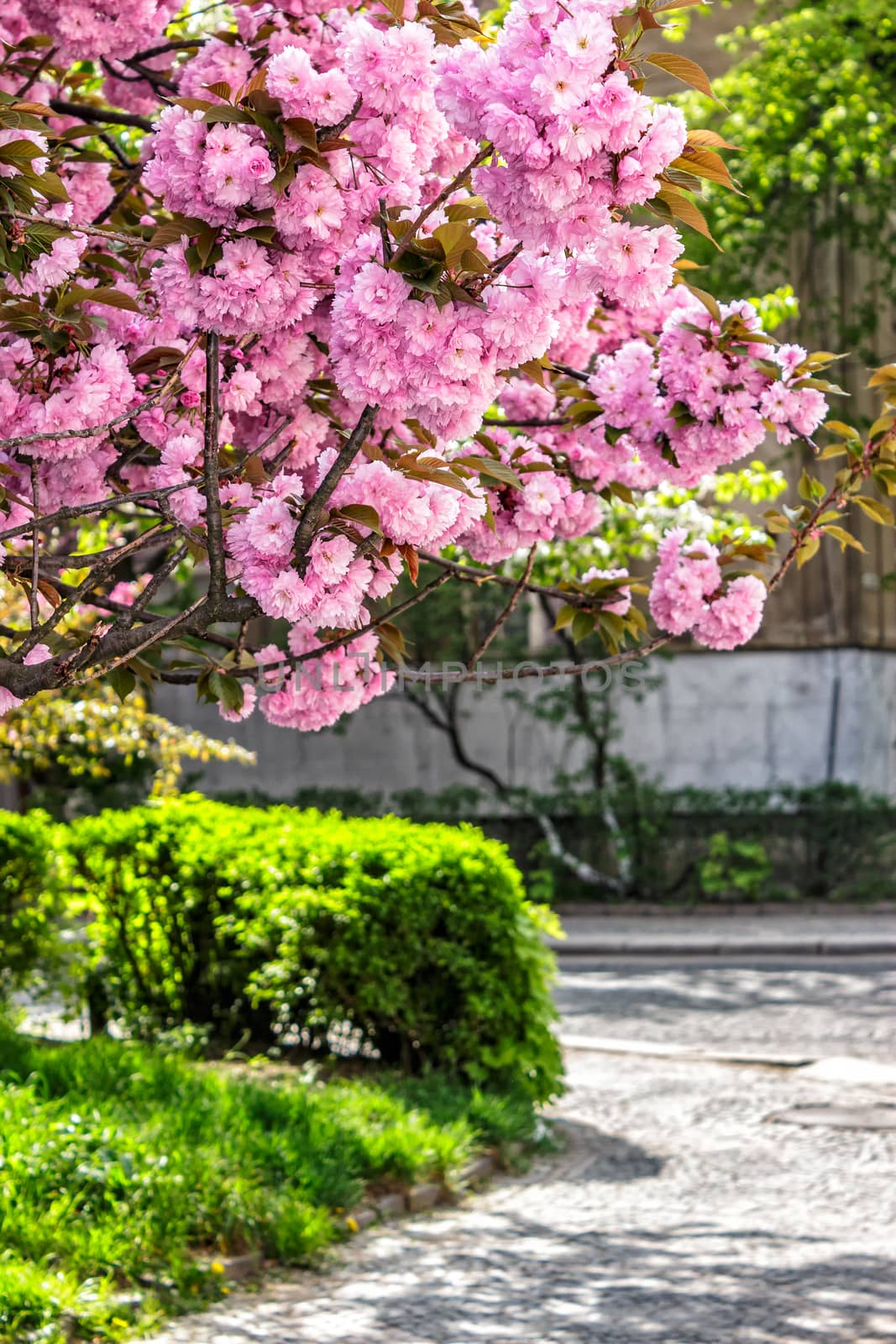 pink blossomed sakura flowers street by Pellinni