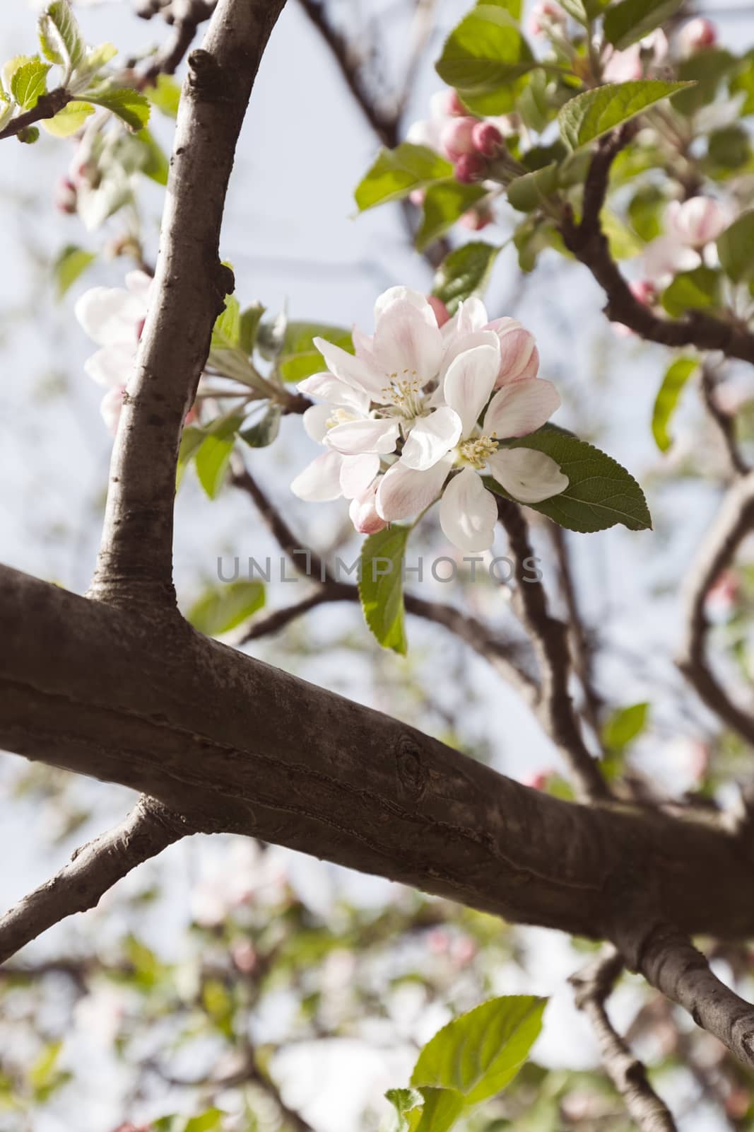 apple flower on the branches in spring, note shallow depth of field