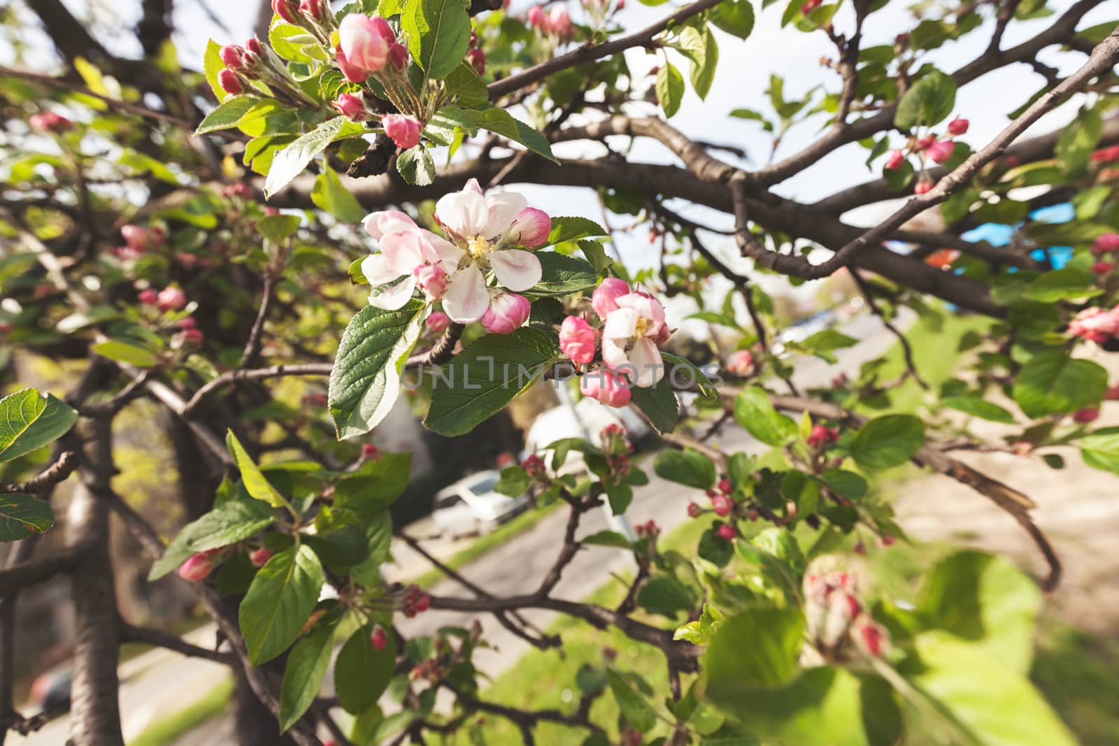 apple flower on the branches in spring, note shallow depth of field