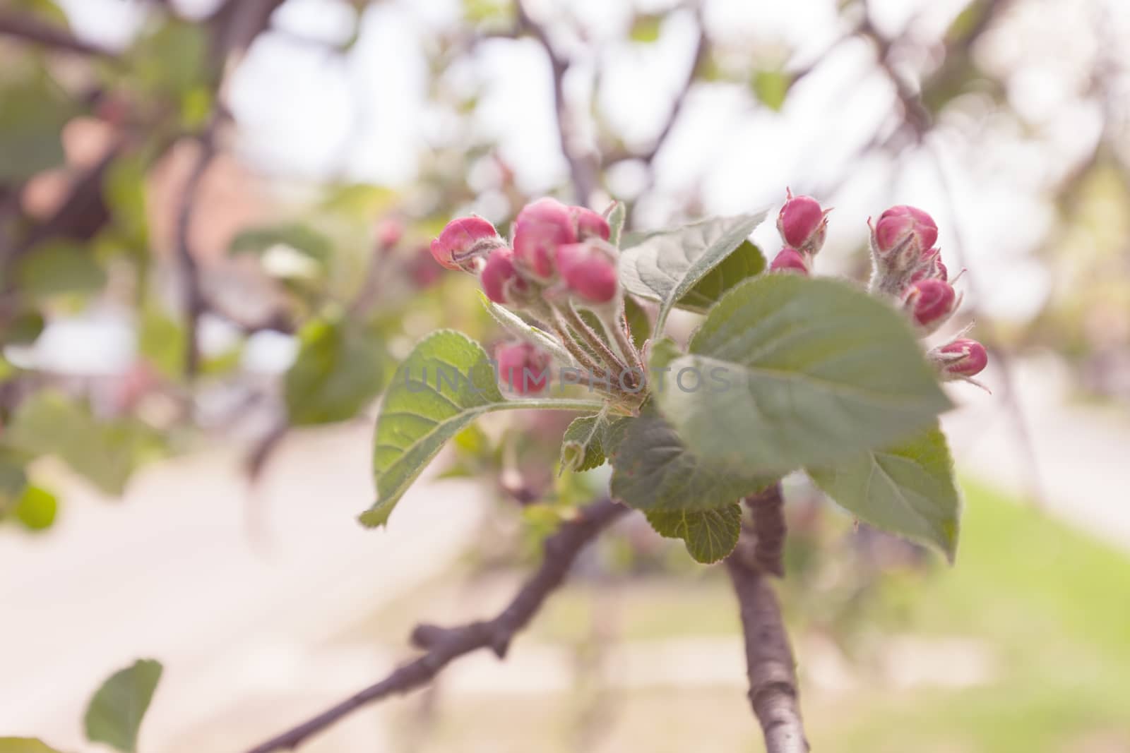 apple flower on the branches in spring, note shallow depth of field