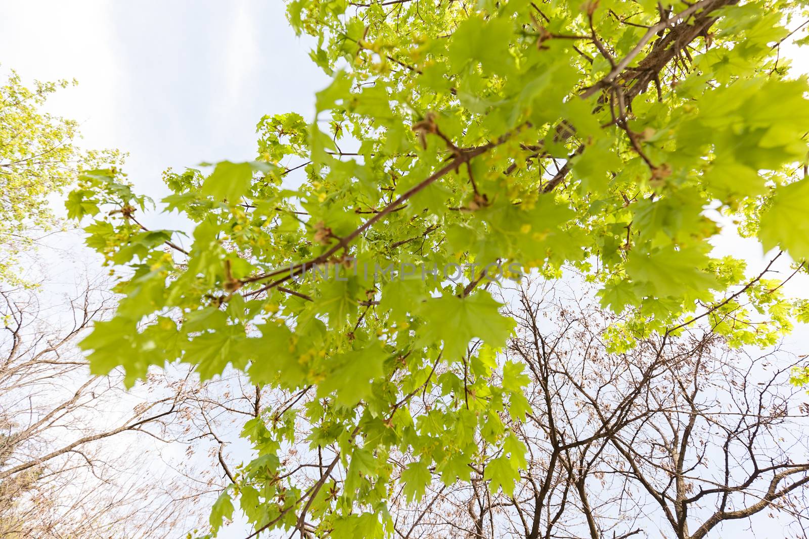 crown tree with sunshine in spring, note shallow depth of field