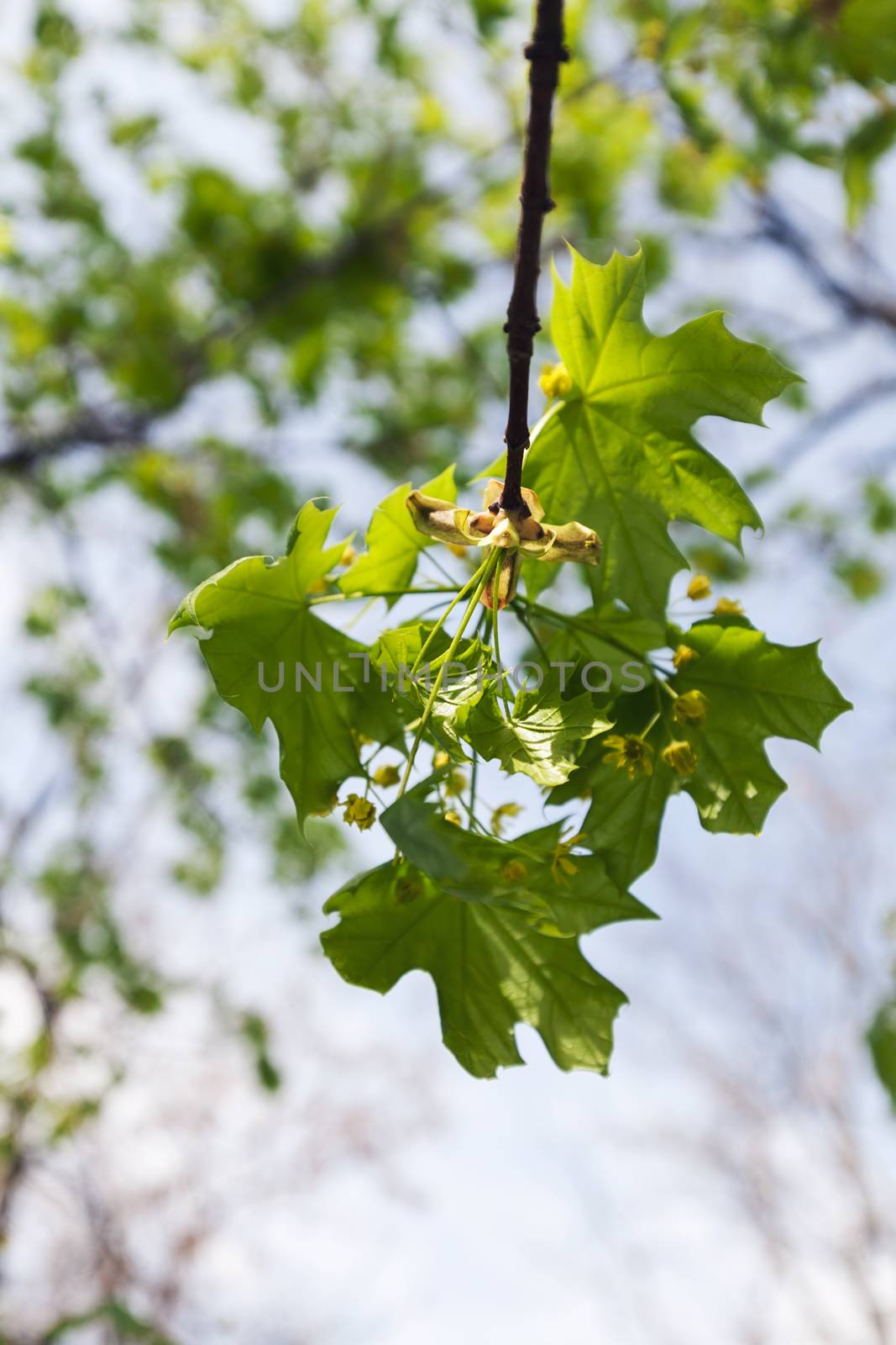 crown tree with sunshine in spring, note shallow depth of field