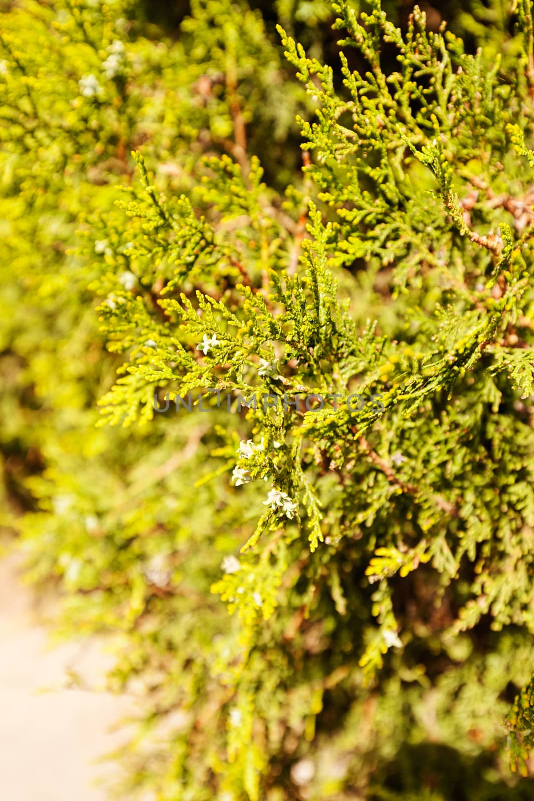 tree thuja by vladimirnenezic