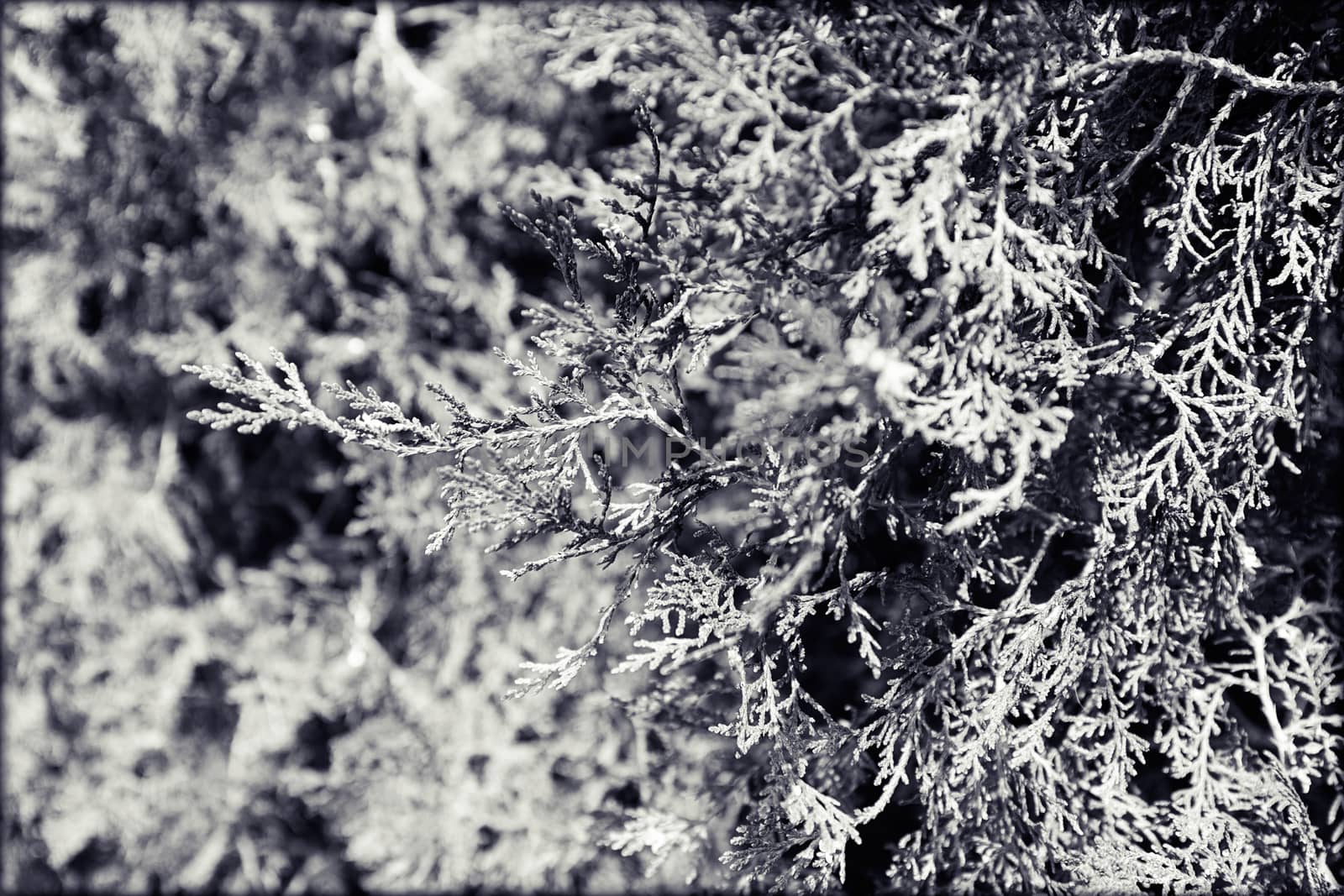 Thuja tree with thick branches, note shallow depth of field