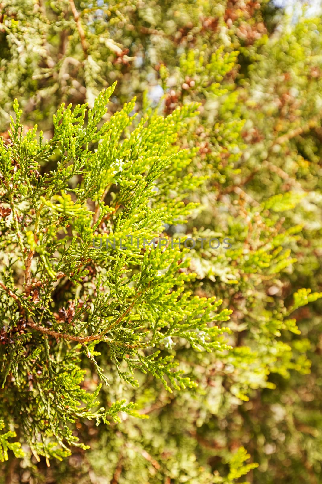 Thuja tree with thick branches, note shallow depth of field