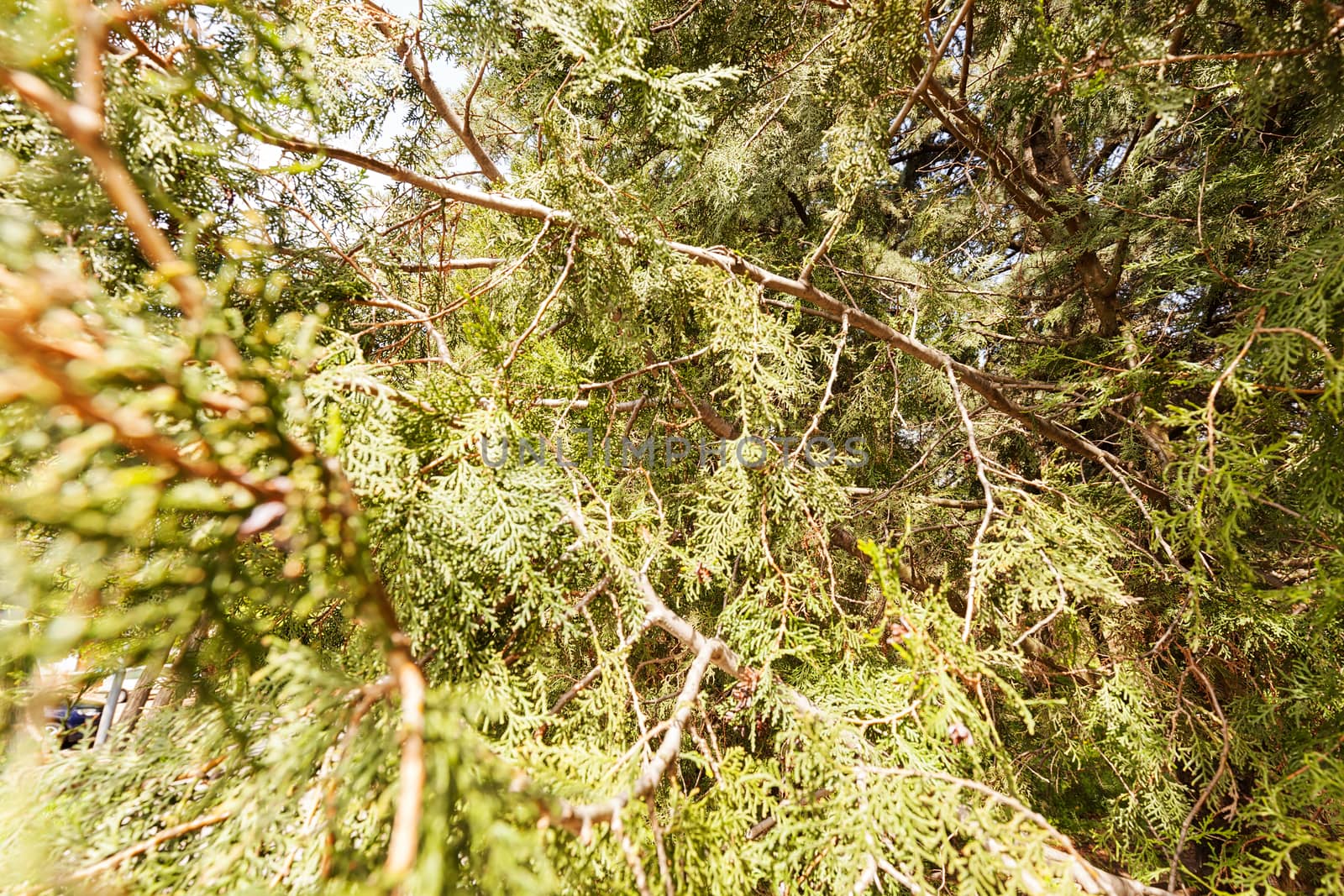  thuja tree with thick branches in nature, note shallow depth of field