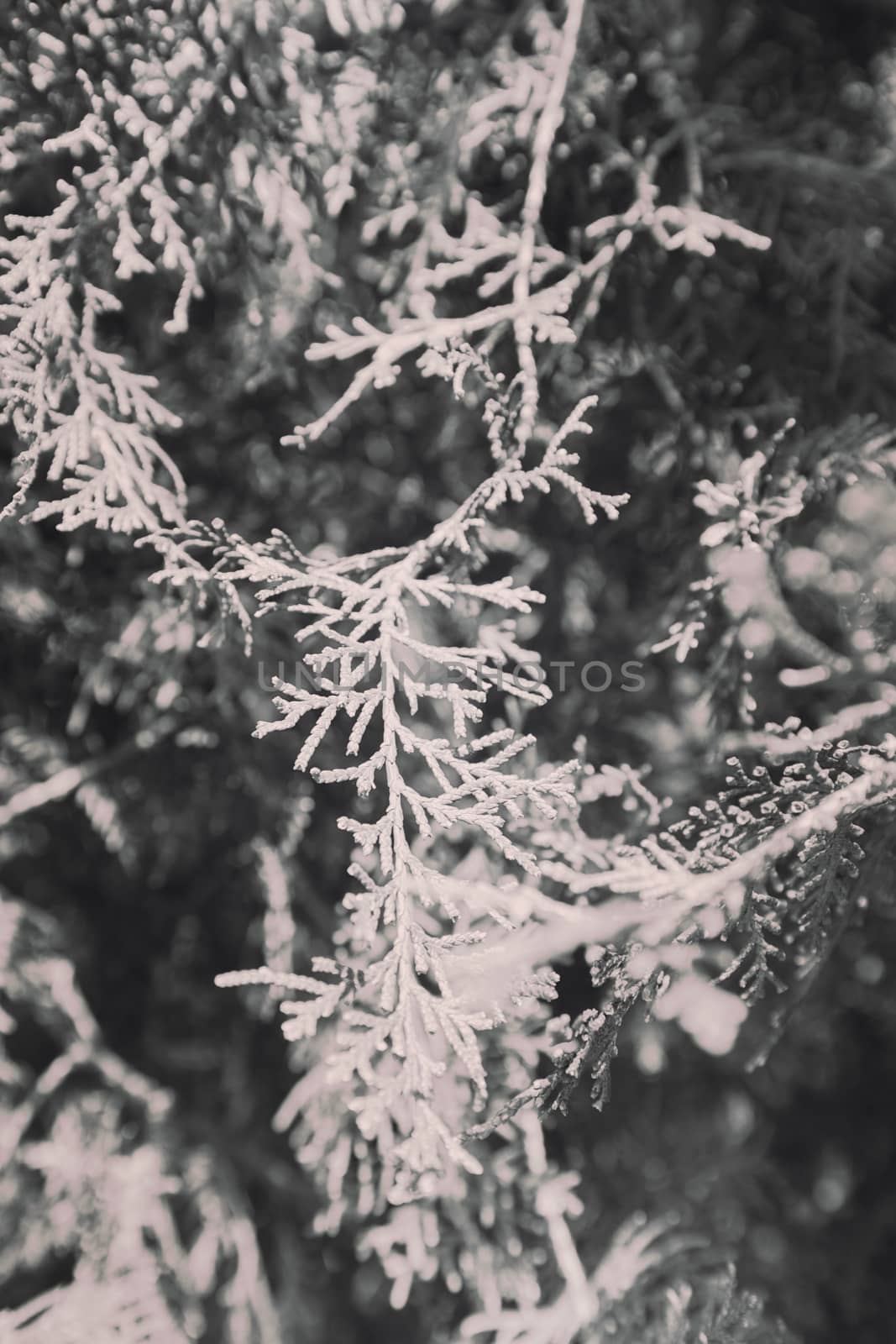  thuja tree with thick branches in nature, note shallow depth of field