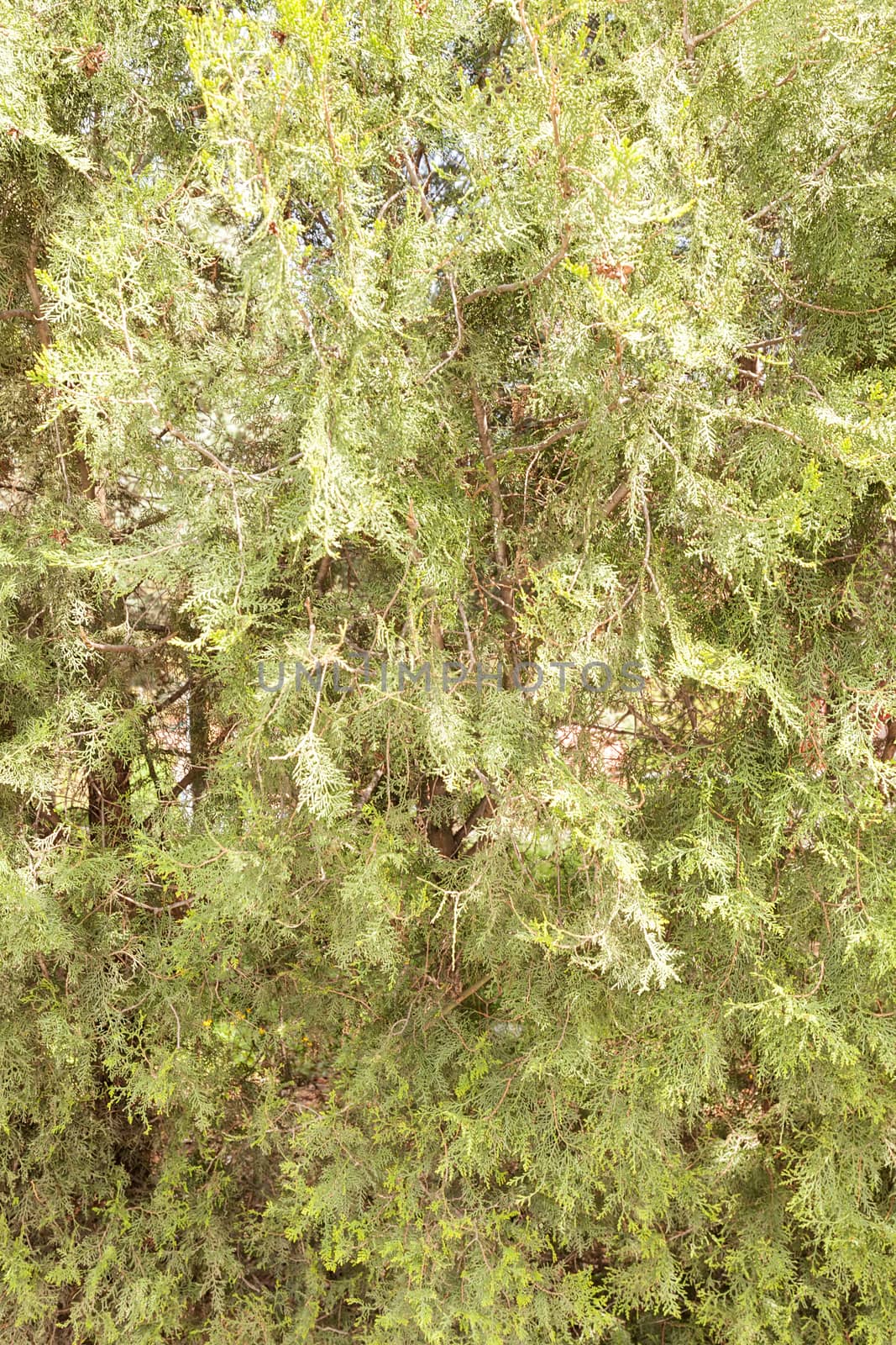  thuja tree with thick branches in nature, note shallow depth of field