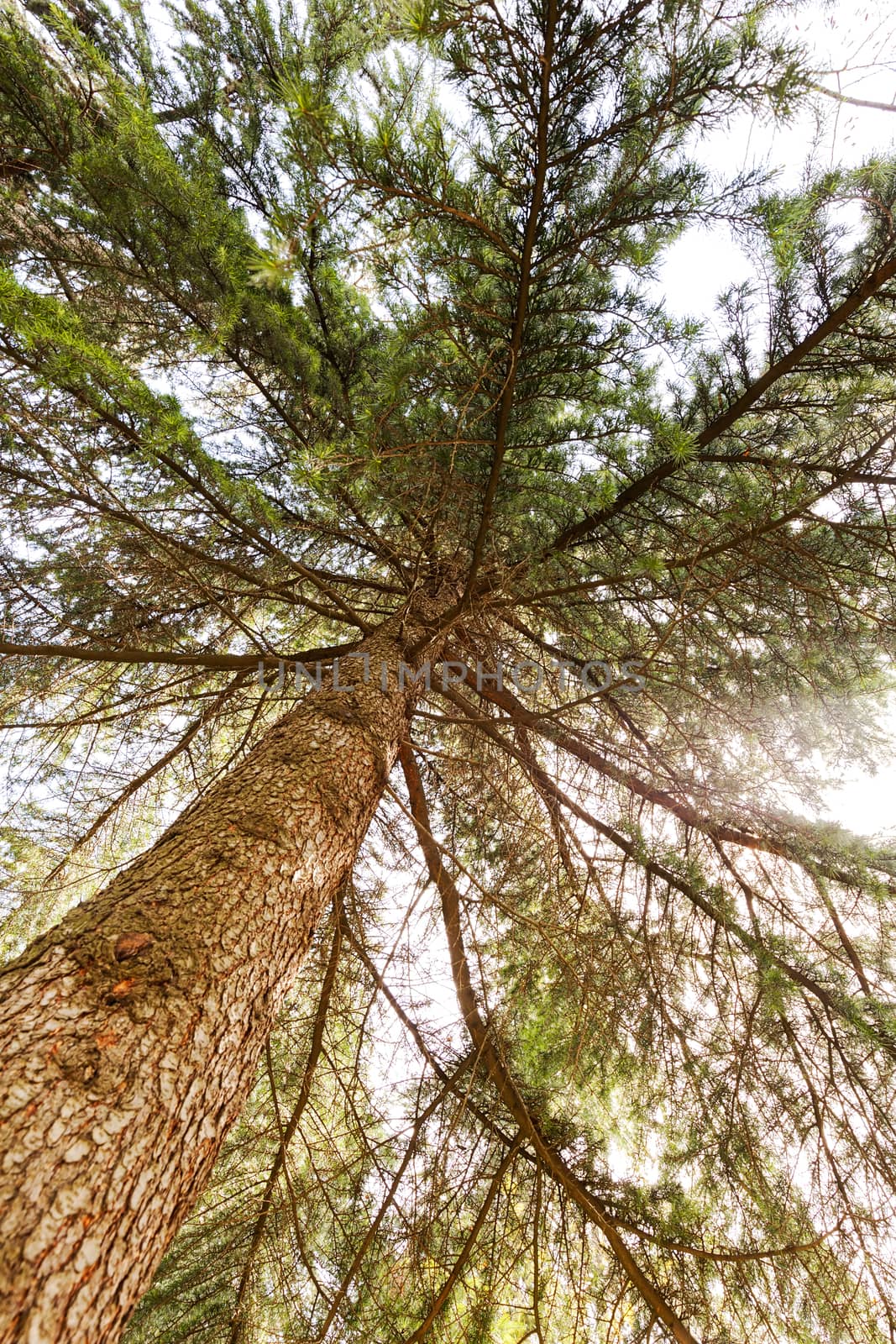 Conifer branch with sunlight  in nature, note shallow depth of field