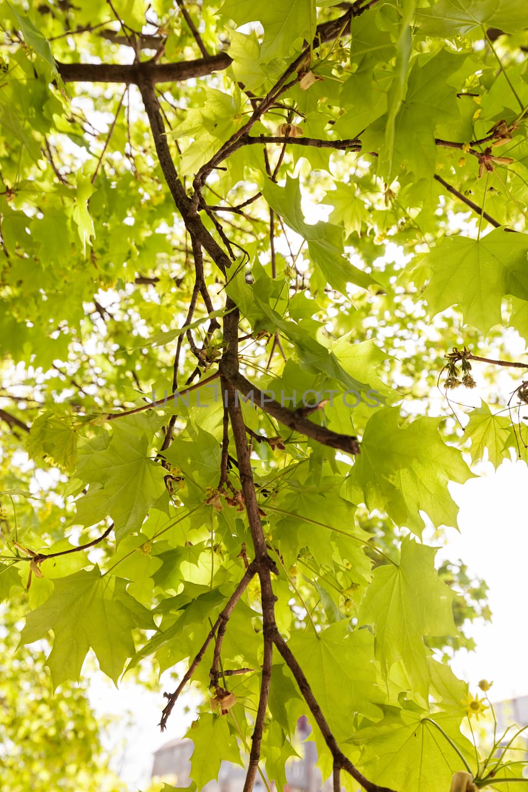 focus on green leaves with sunlight  in nature, note shallow depth of field