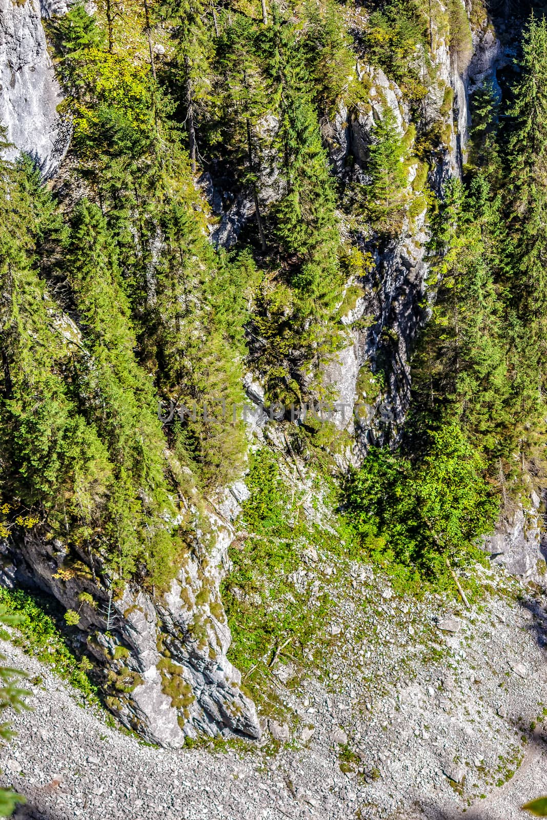 View from the top to the canyon in romanian mountains with spruce forest