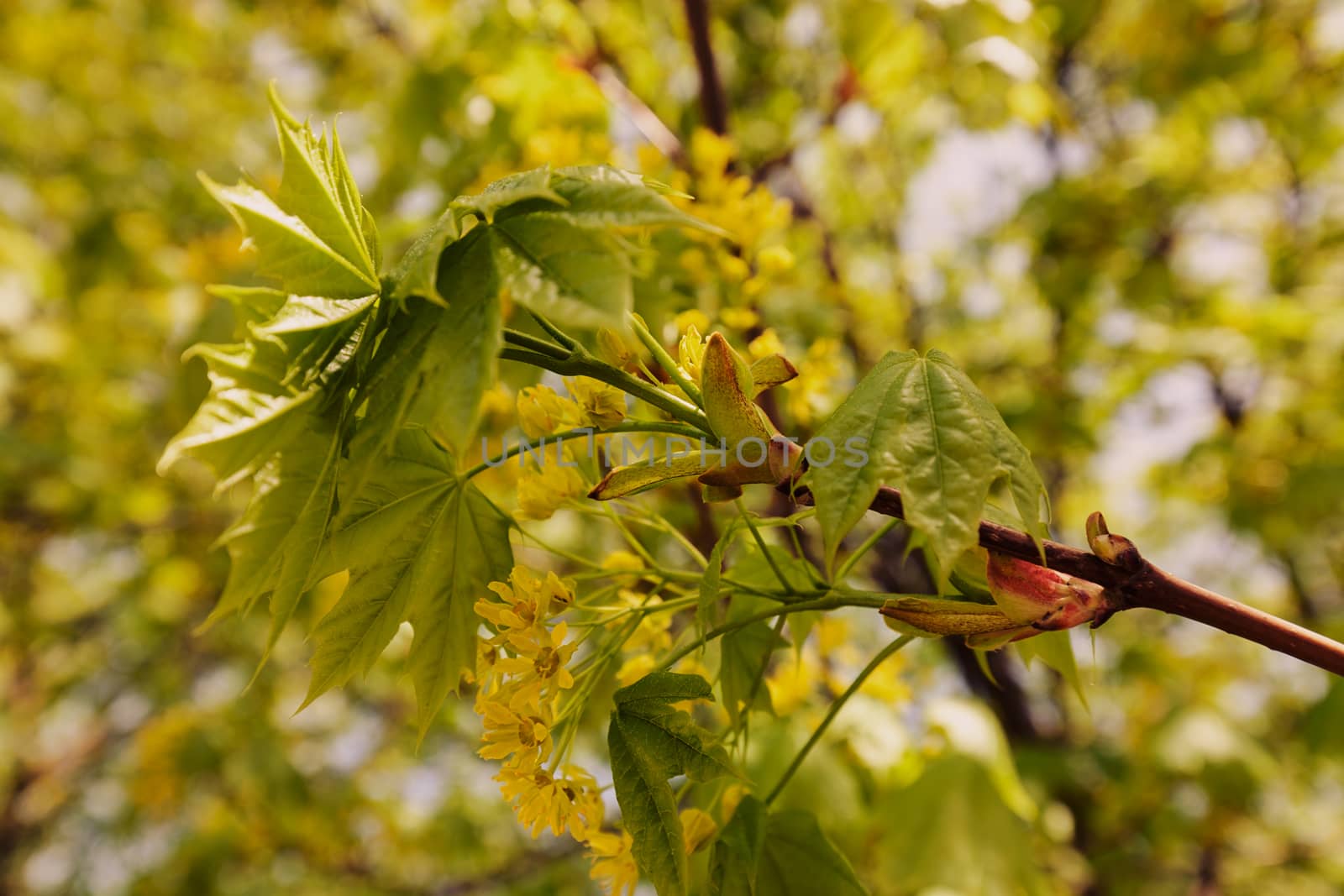 linden tree in bloom, note shallow depth of field