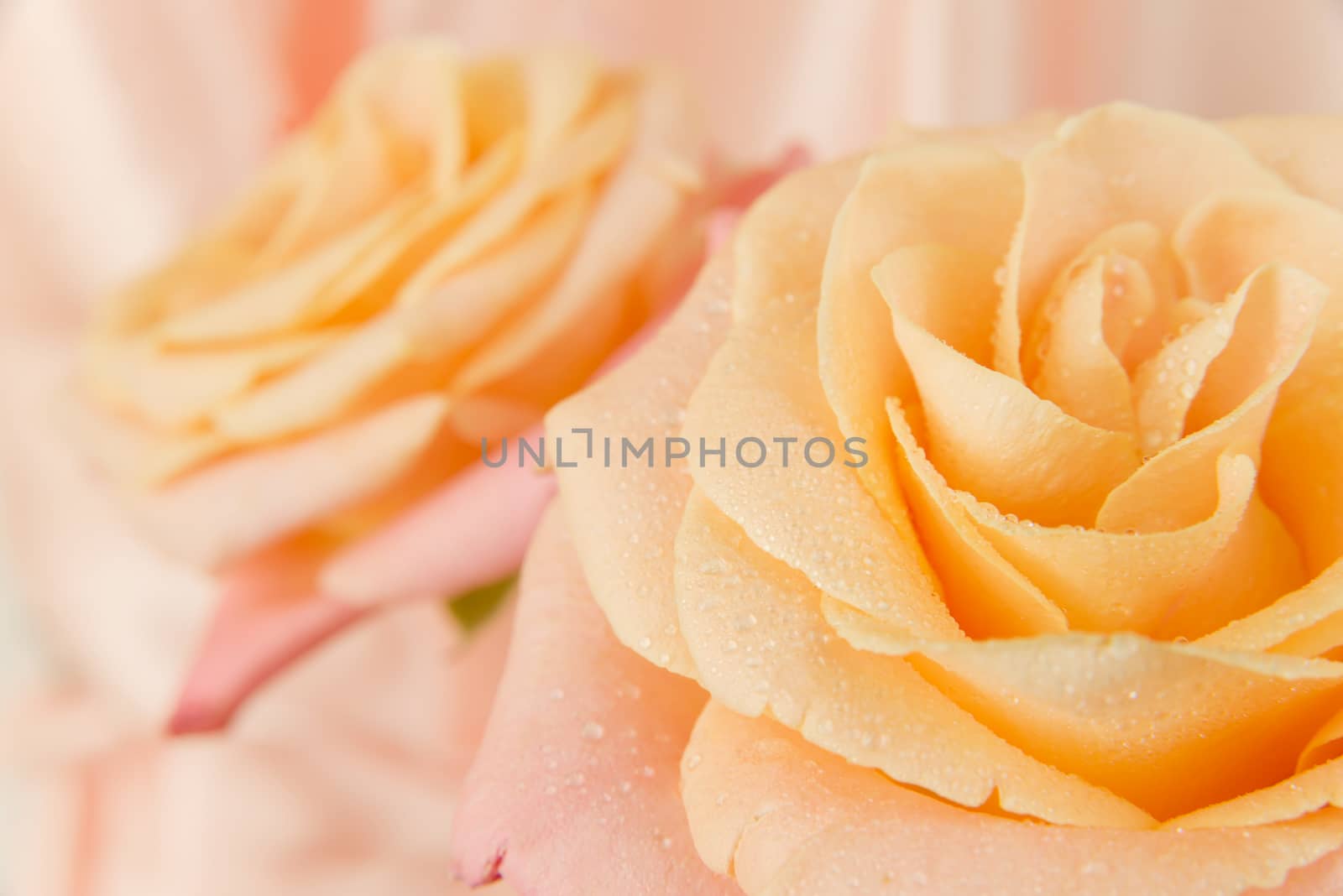 Beautiful flower of a pink rose covered with water droplets on a pink background, close-up