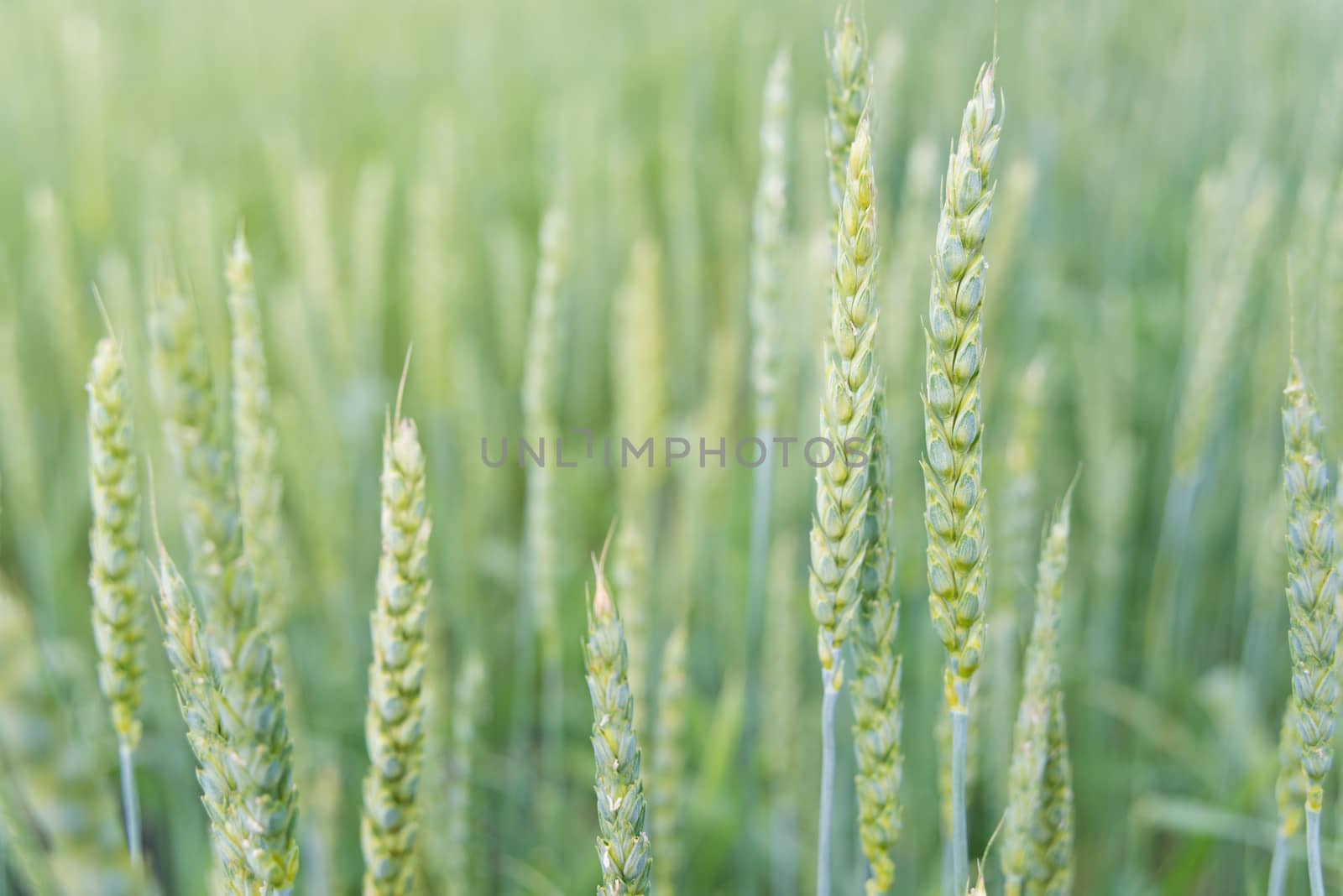 Green unripe ears of wheat in a field close-up