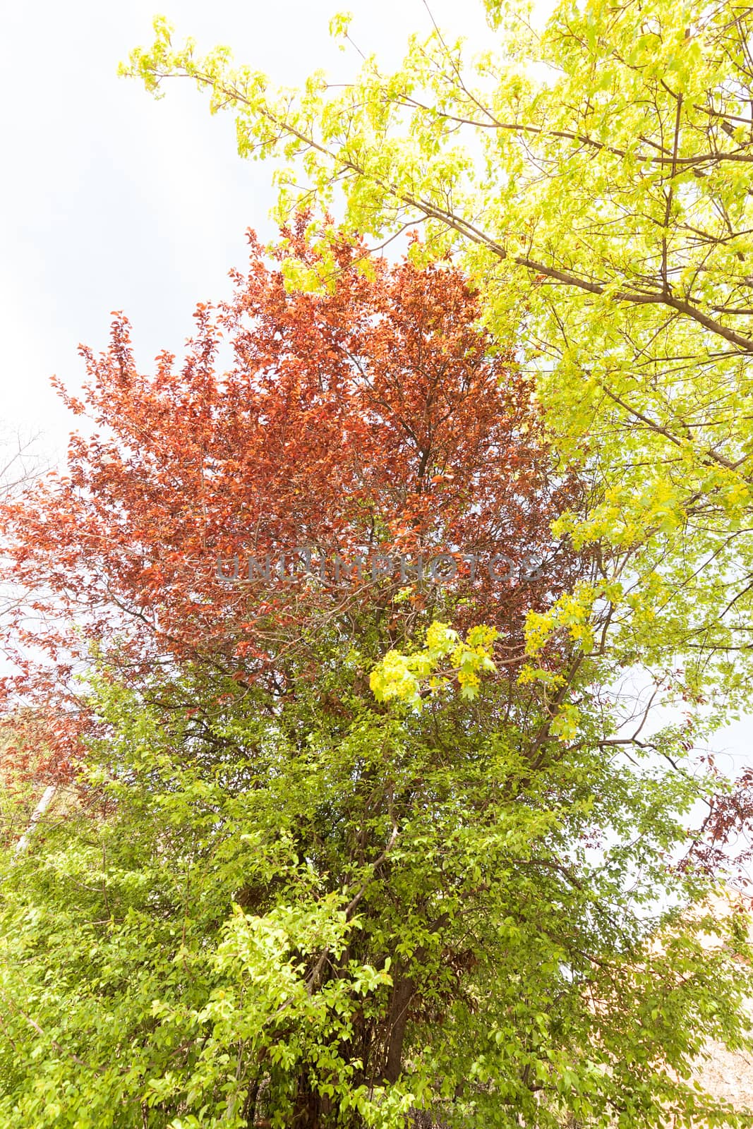 red and green leaves on the trees, note shallow depth of field