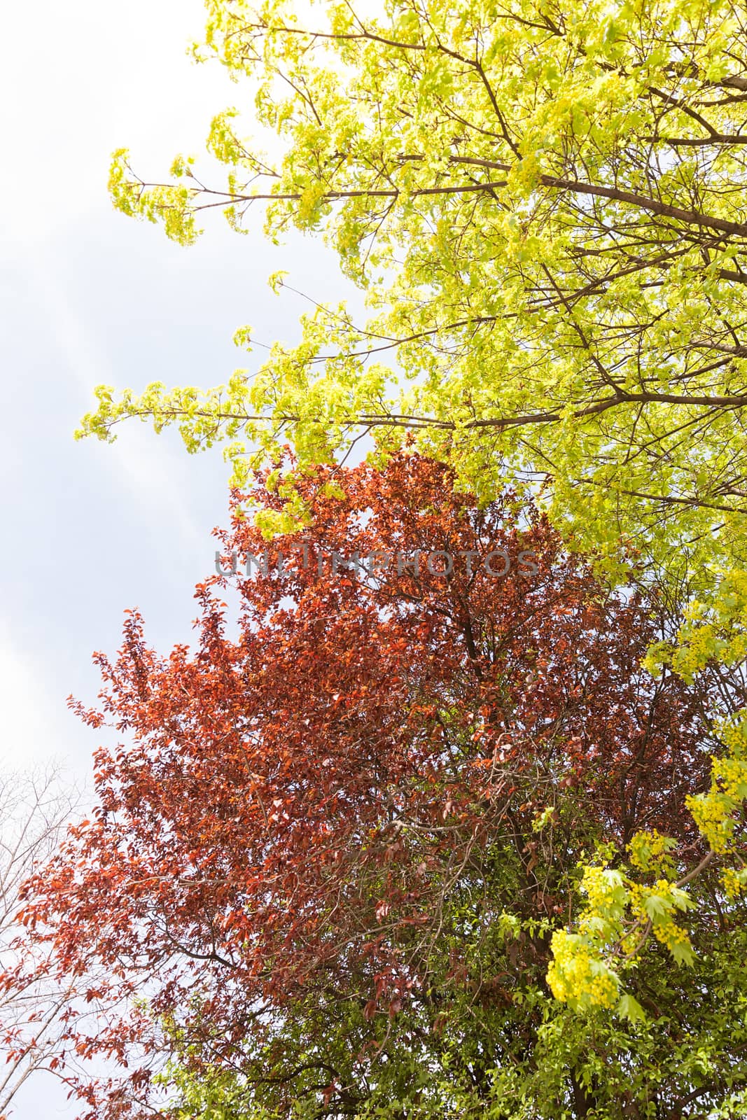 red and green leaves on the trees, note shallow depth of field