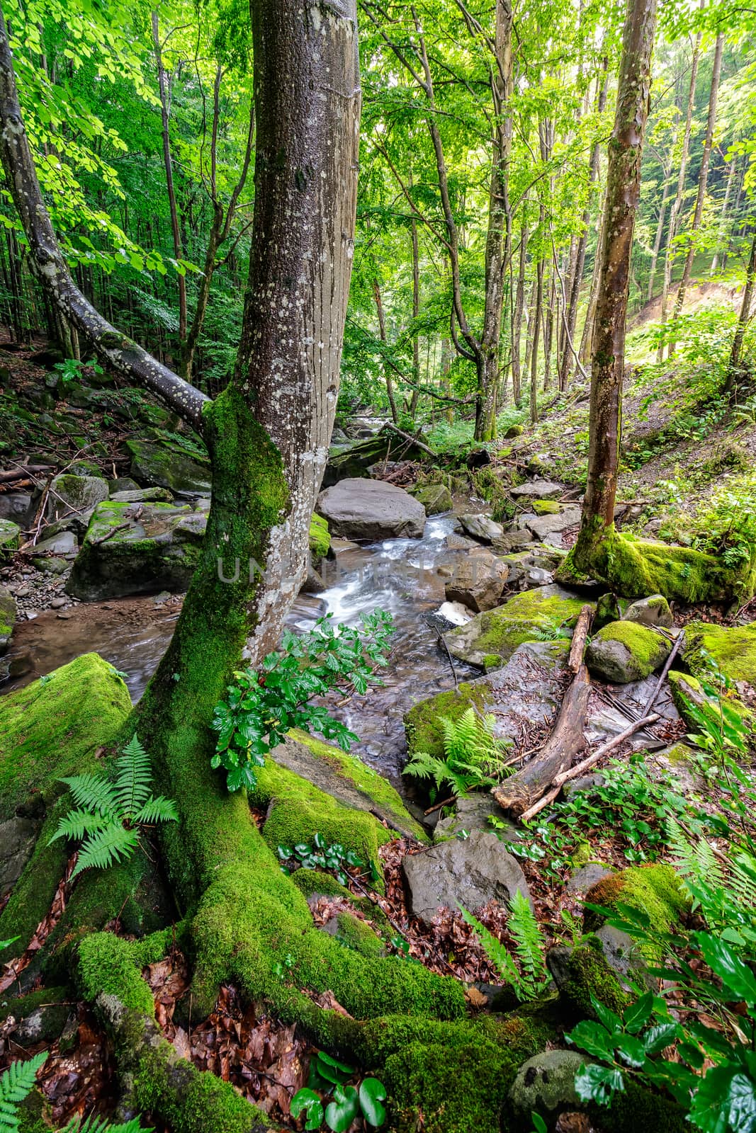 Curve tree with moss among the boulders on the forest stream bank