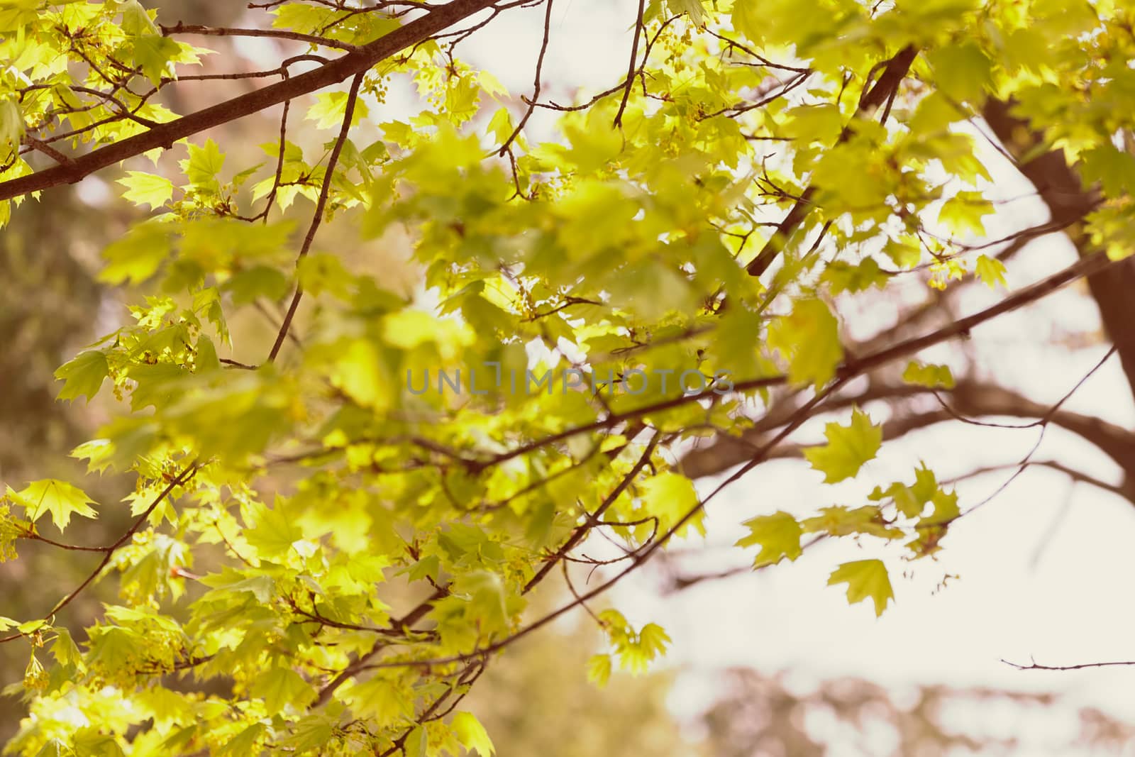 young green leaves in nature on a sunny day, note shallow depth of field