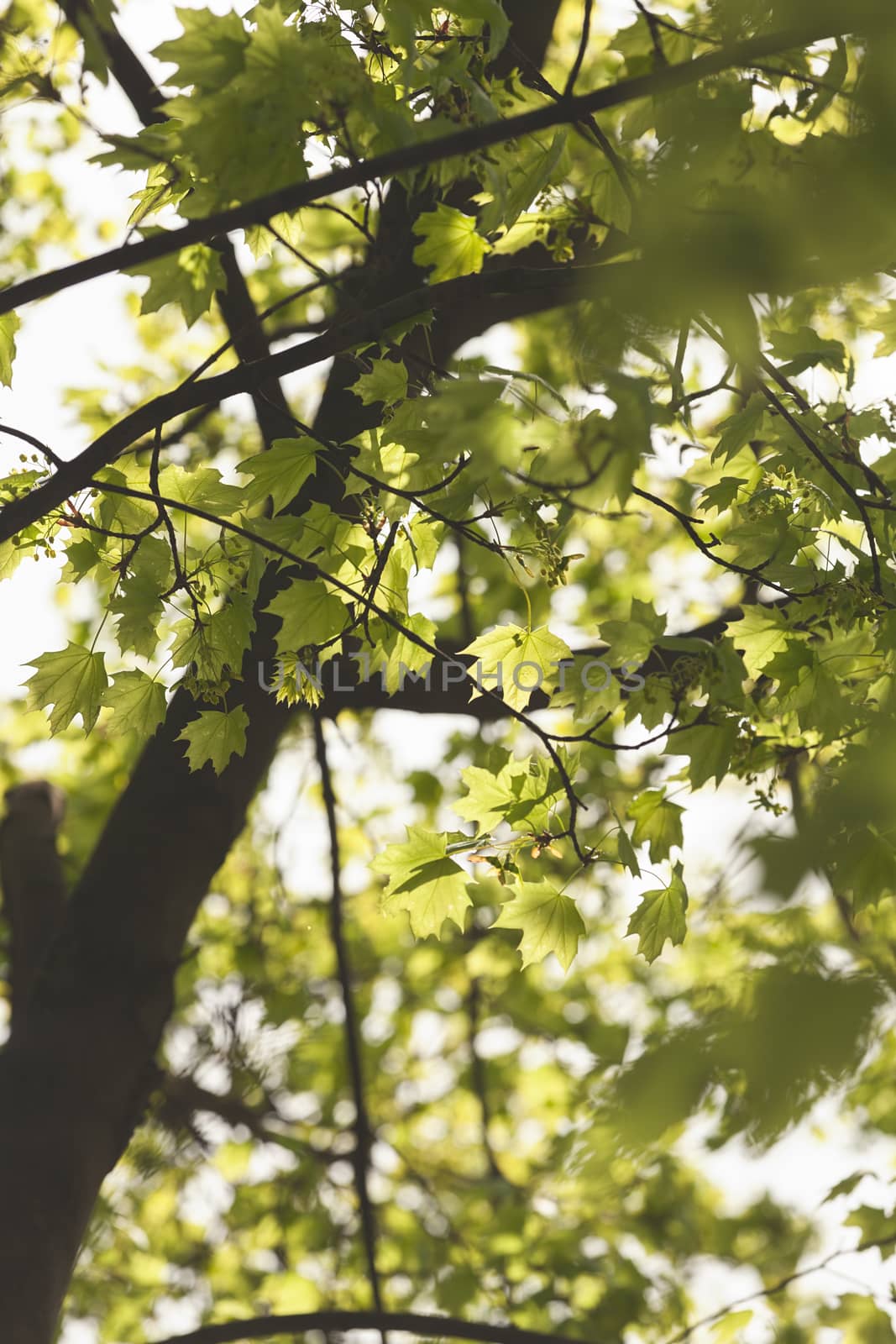 young green leaves in nature on a sunny day, note shallow depth of field