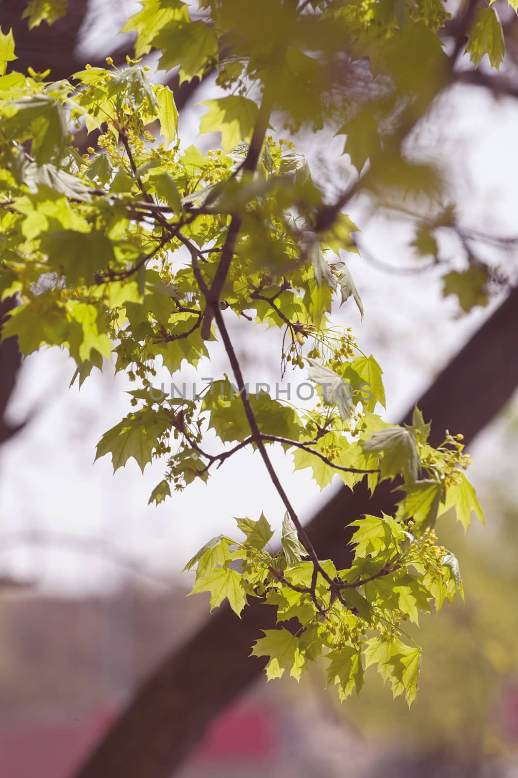 young green leaves in nature on a sunny day, note shallow depth of field