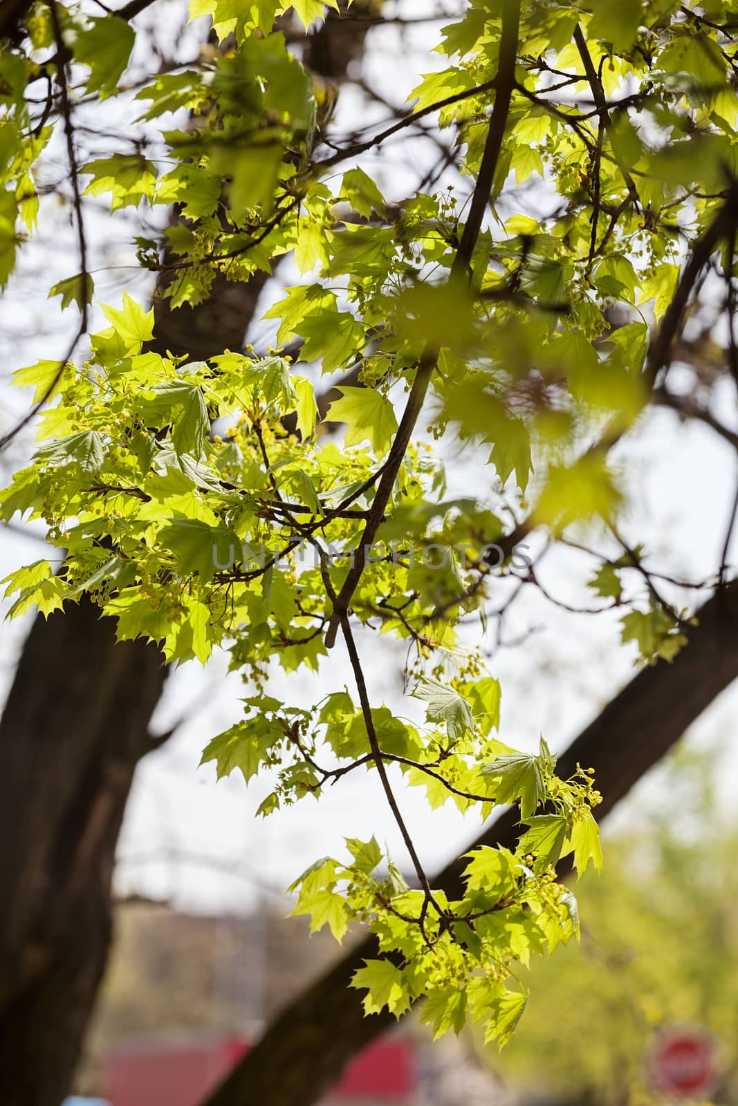 young green leaves in nature on a sunny day, note shallow depth of field