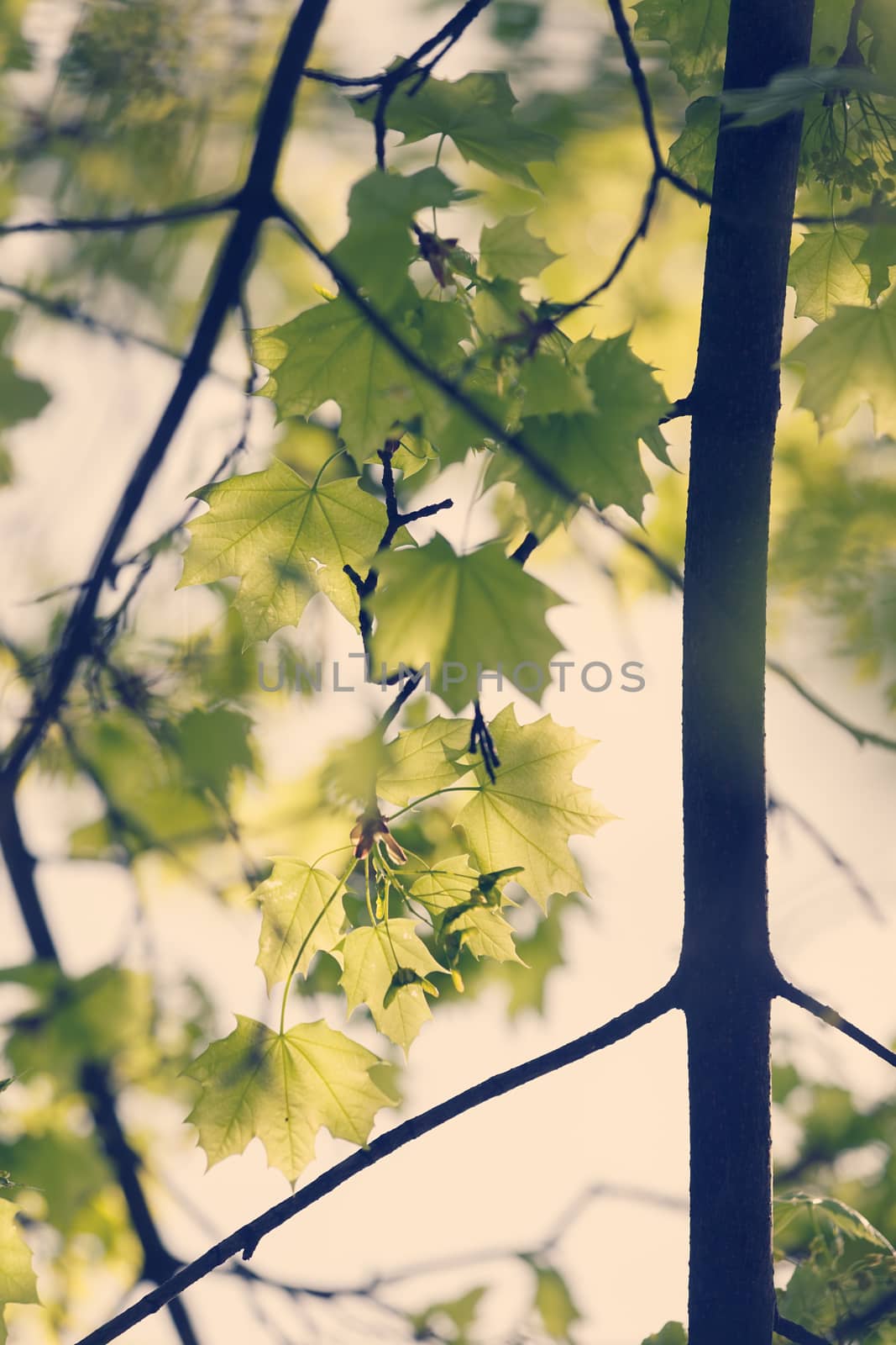 young green leaves in nature on a sunny day, note shallow depth of field