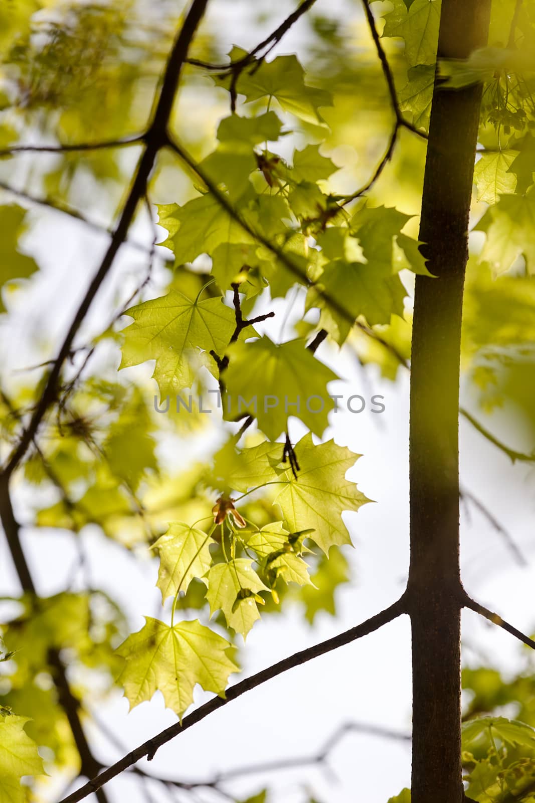 young  green leaves by vladimirnenezic