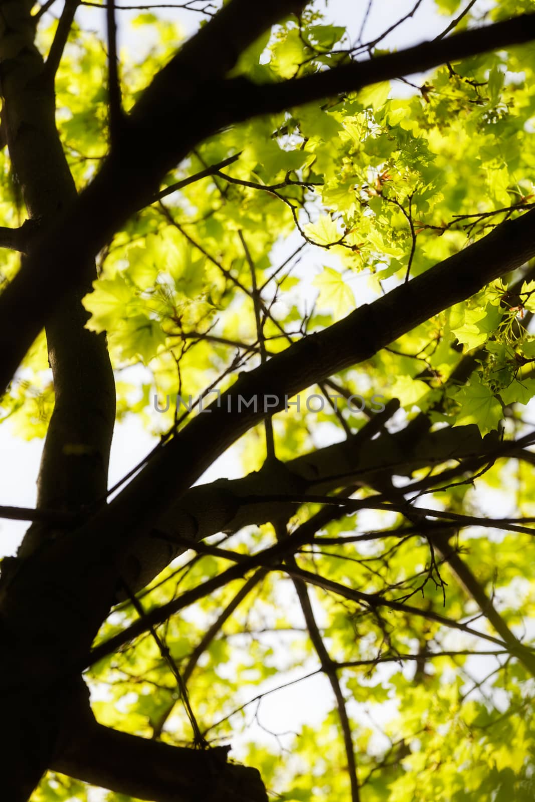 young green leaves in nature on a sunny day, note shallow depth of field