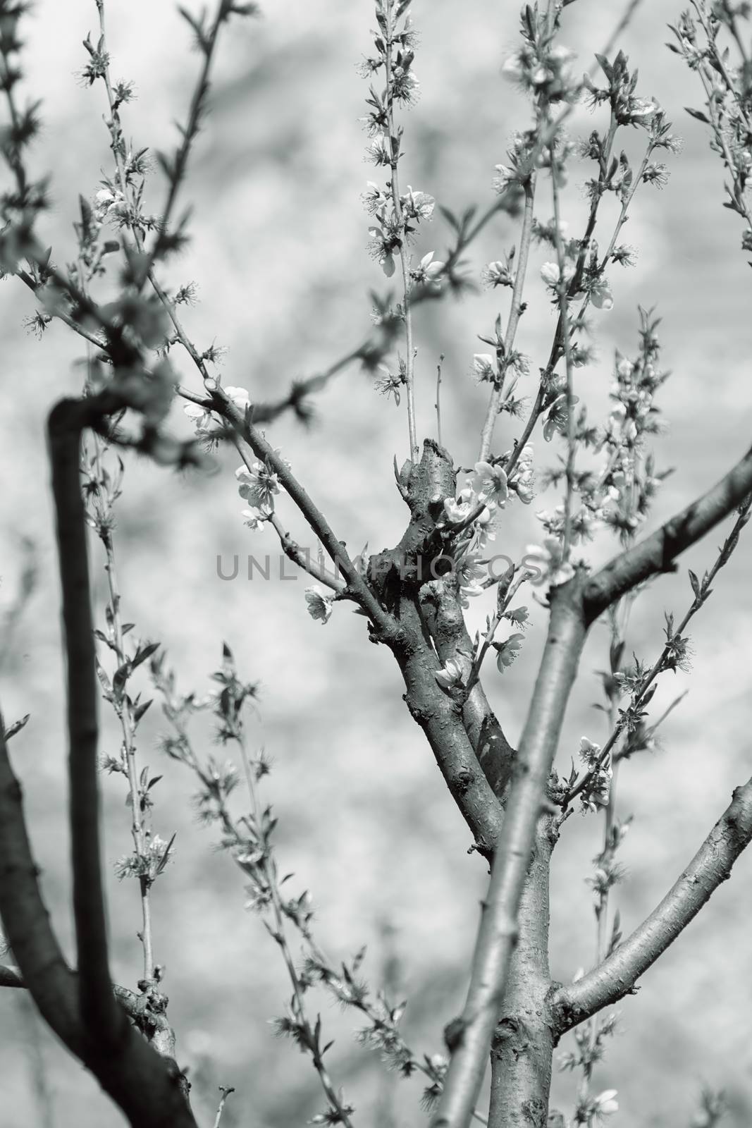 branch with pink flowers by vladimirnenezic