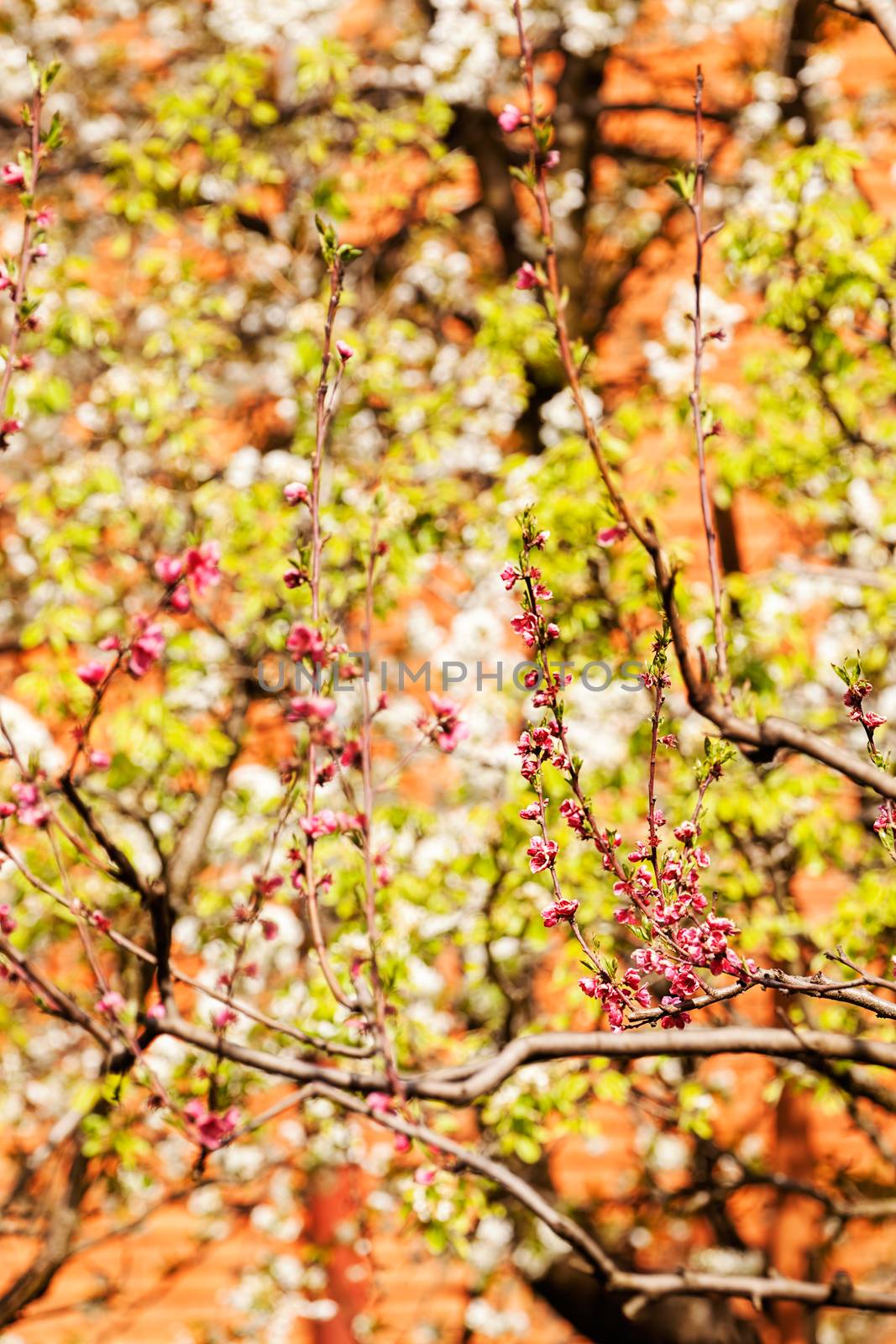 tree with pink blossoms in the city, note shallow depth of field