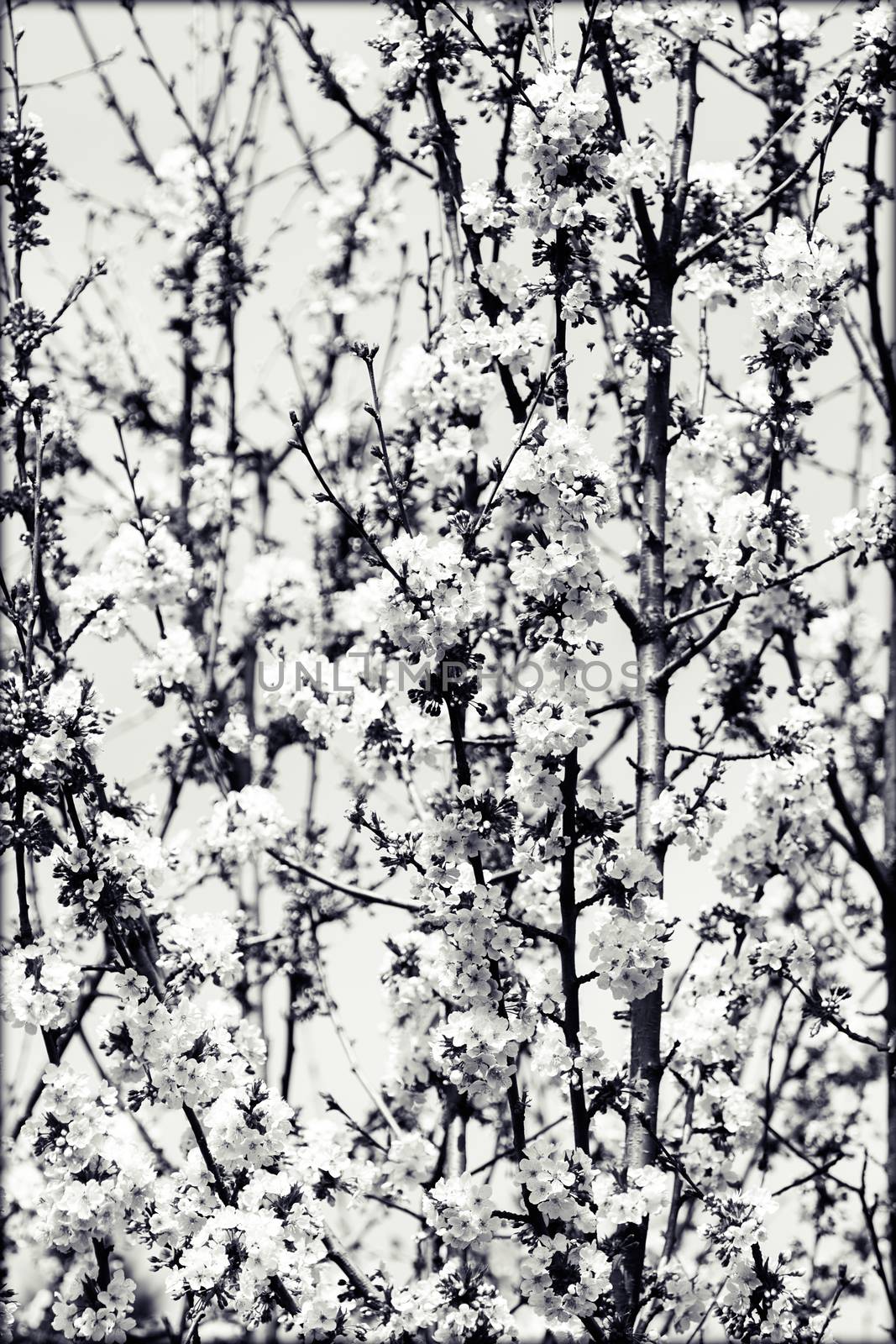 tree with white flowers in the spring, note shallow dept of field