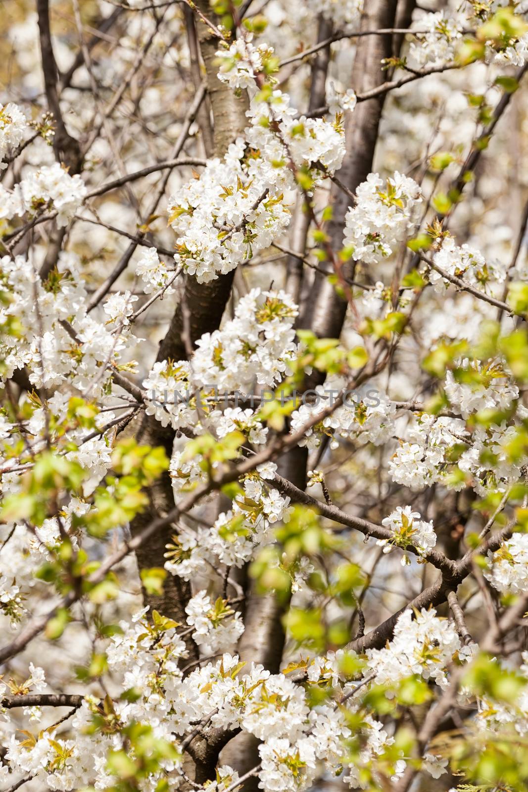 tree with white flowers in the spring, note shallow dept of field