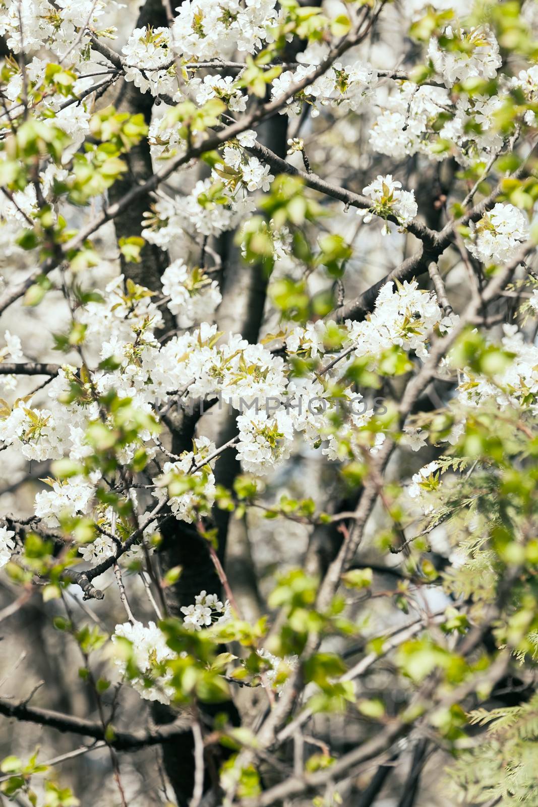 tree with white flowers in the spring, note shallow dept of field