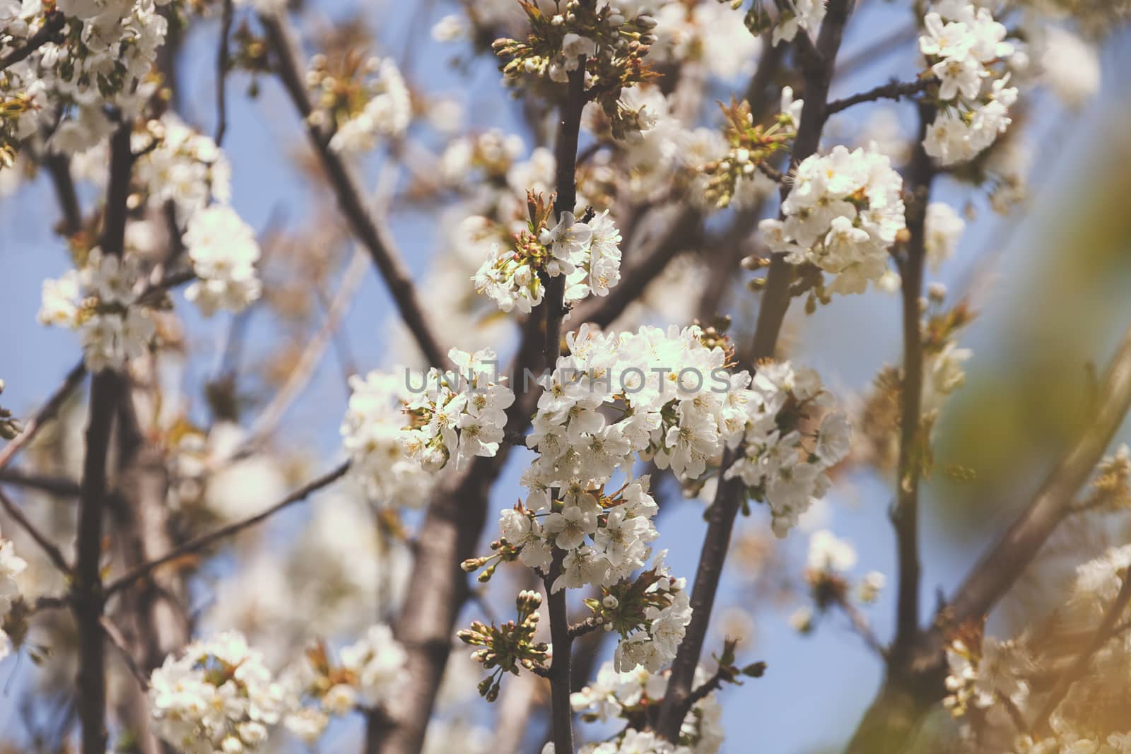 tree with white flowers on the blue backgrounds, note shallow dept of field