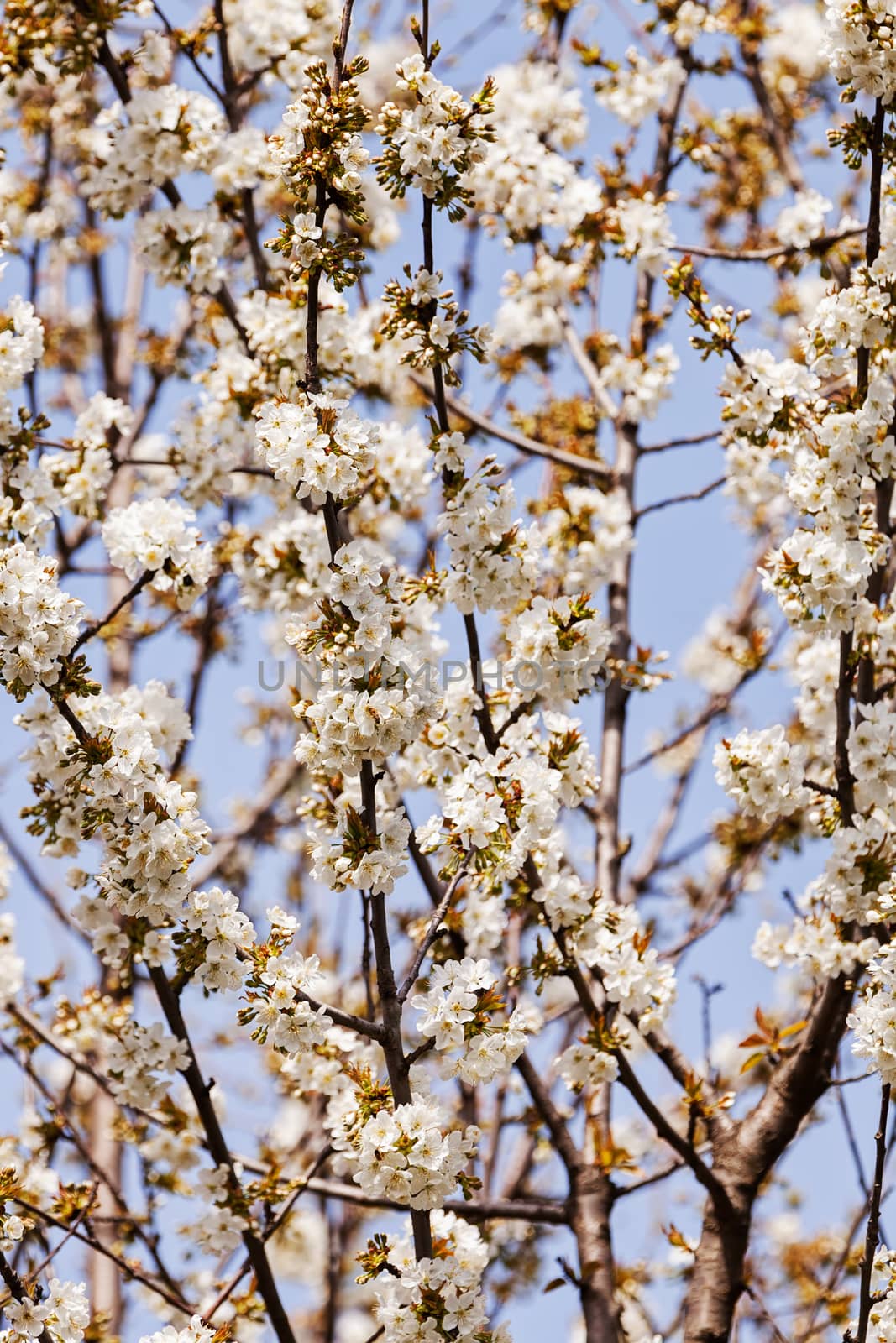 tree with white flowers on the blue backgrounds, note shallow dept of field