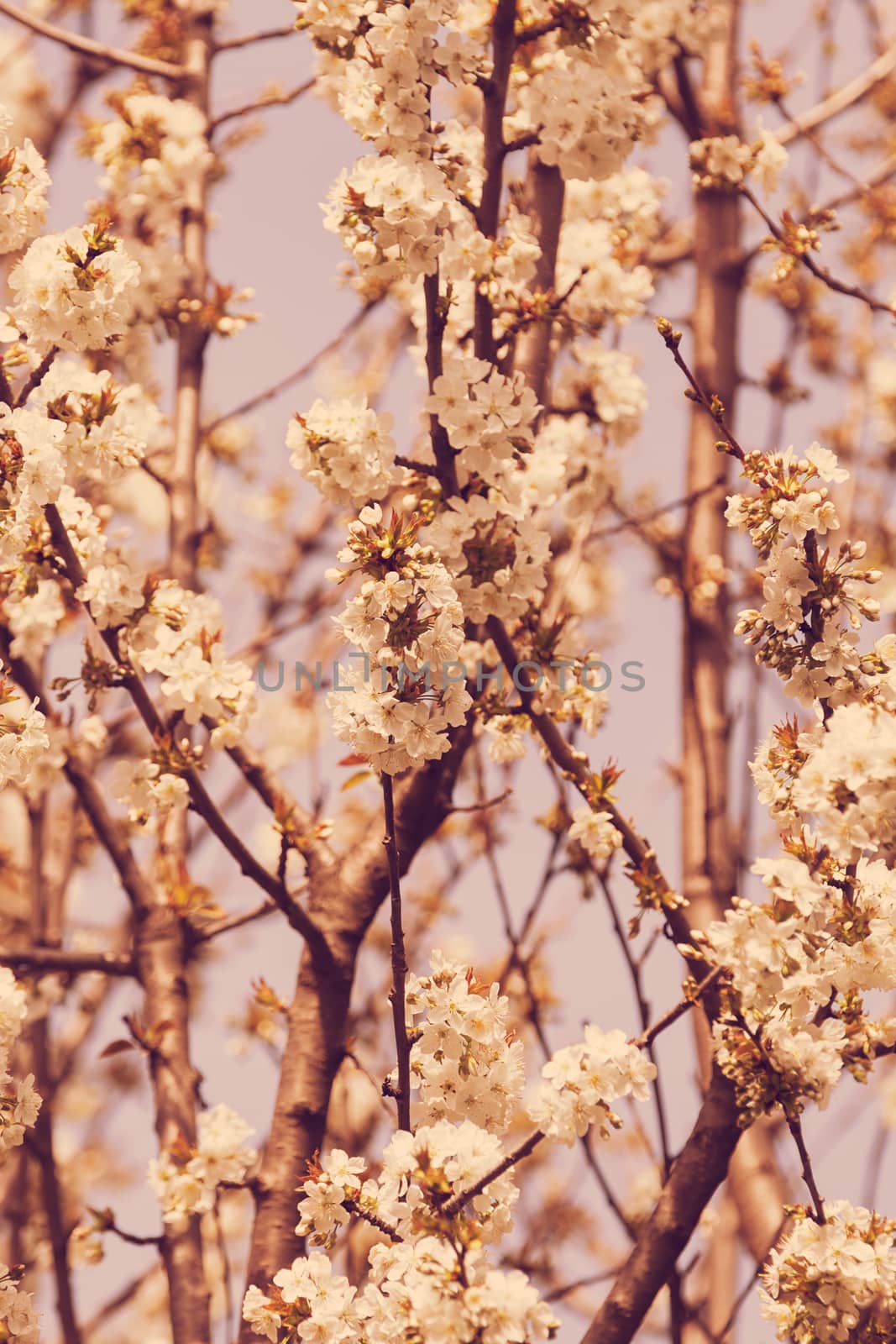 tree with white flowers on the blue backgrounds, note shallow dept of field