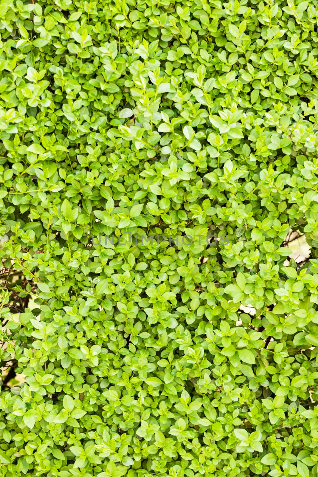 evergreen hedges in the parks, note shallow depth of field