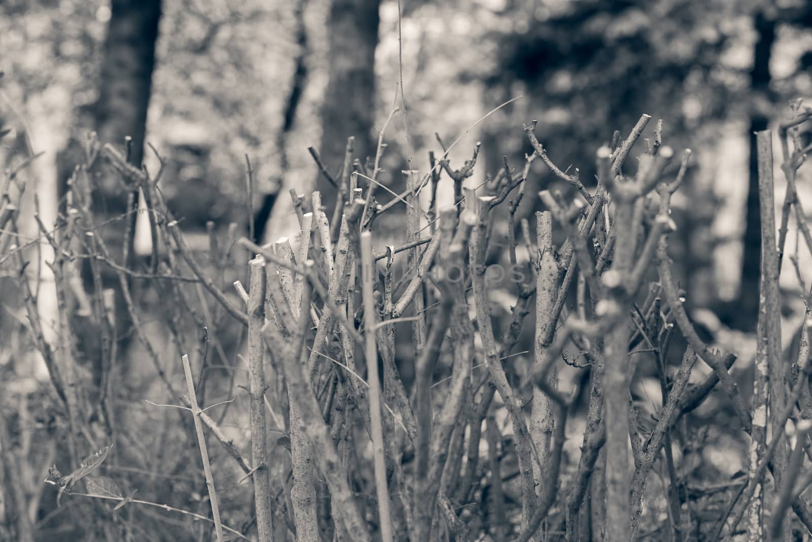 cut  the bare branches of a bush, note shallow depth of field
