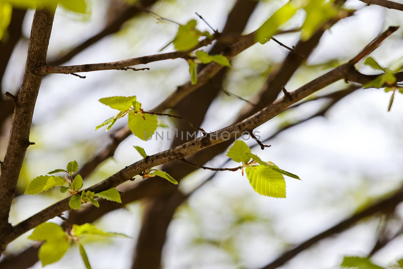 leafy branch in spring in nature, note shallow depth of field